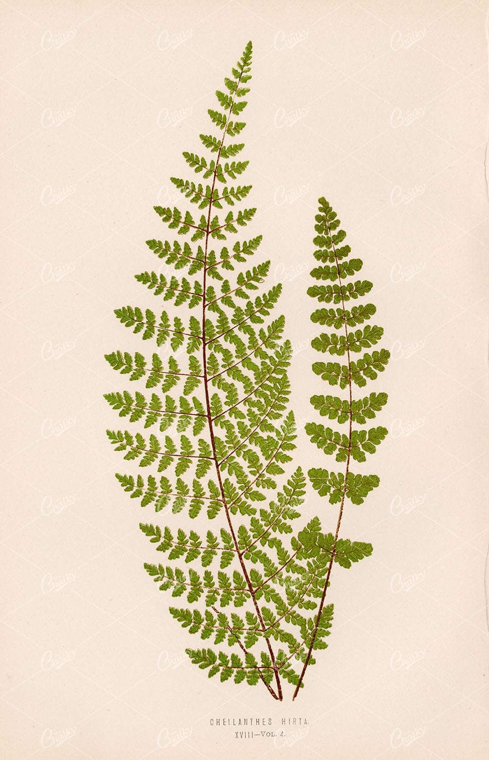 VINTAGE Stock Image Artwork by Edward Lowe, Cheilanthes Hirta Fern. Plate XVIII