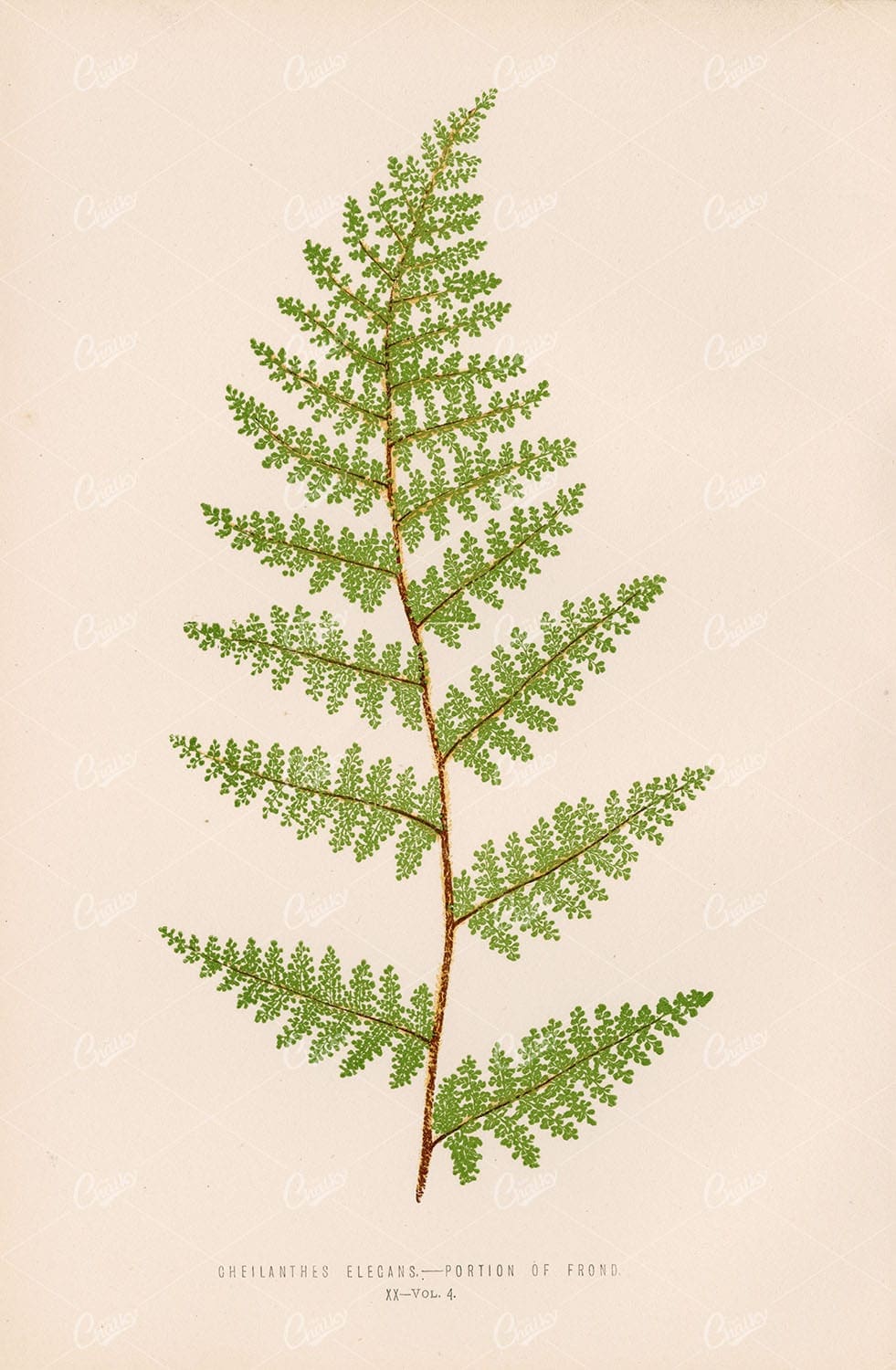 OLD Botanical Artwork by Edward Lowe, Fern Artwork Plate XX