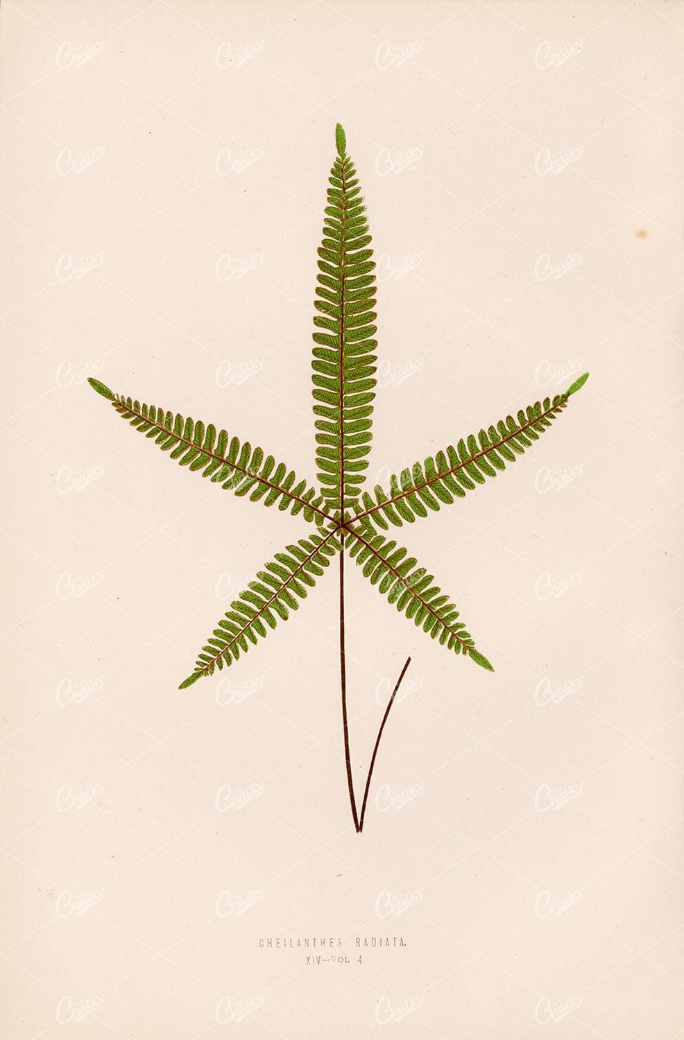 OLD Botanical Artwork by Edward Lowe, Cheilanthes Radiata Fern Plate XIV