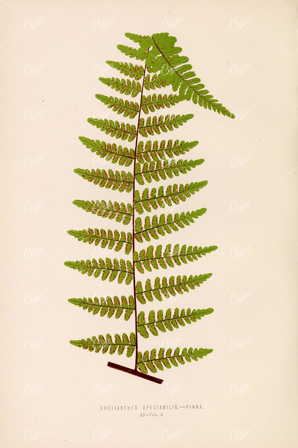 ANTIQUE Botanical Artwork by Edward Lowe. Cheilanthes Spectabilis Fern