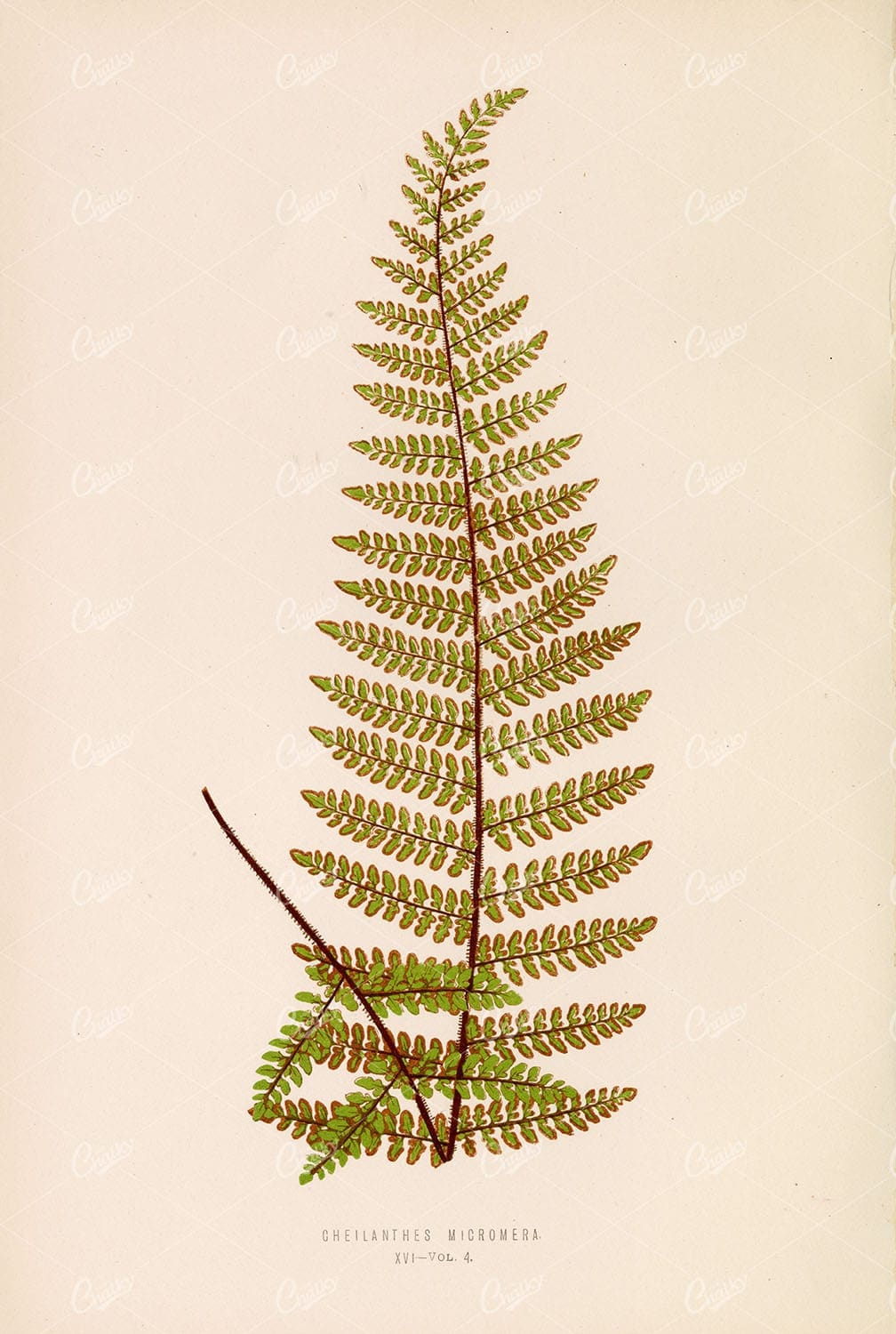 ANTIQUE Botanical Artwork by Edward Lowe, Cheilanthes Micromera Plate XVI