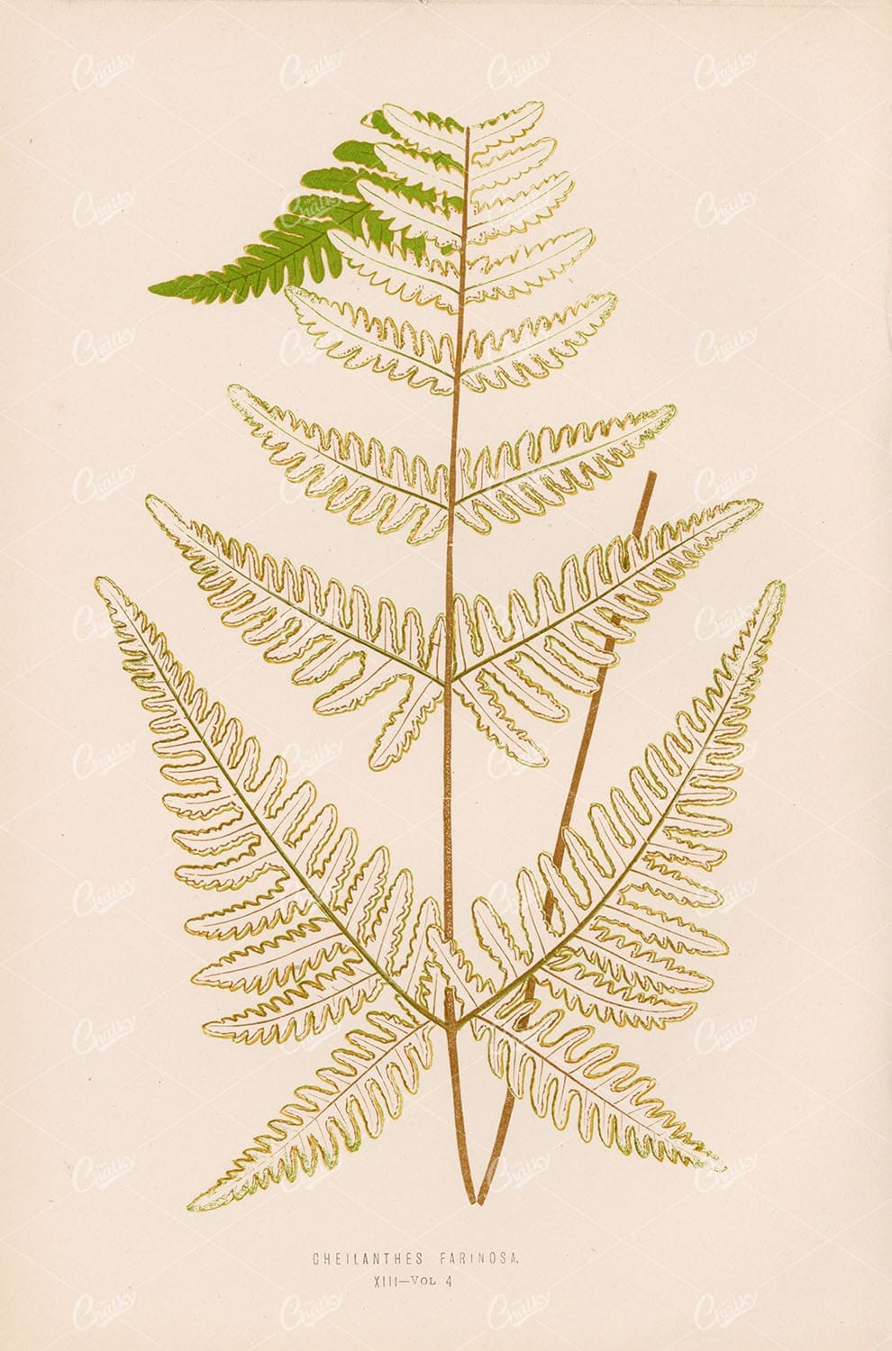 ANTIQUE Artwork by Edward Lowe, Cheilanthes Farinosa Fern Plate XIII