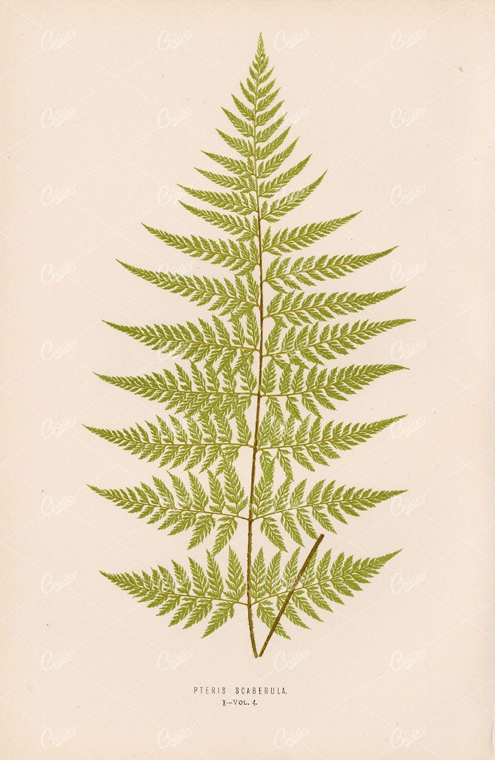 ANTIQUE Botany Illustration by Edward Lowe - Pteris Scaberula Fern Species
