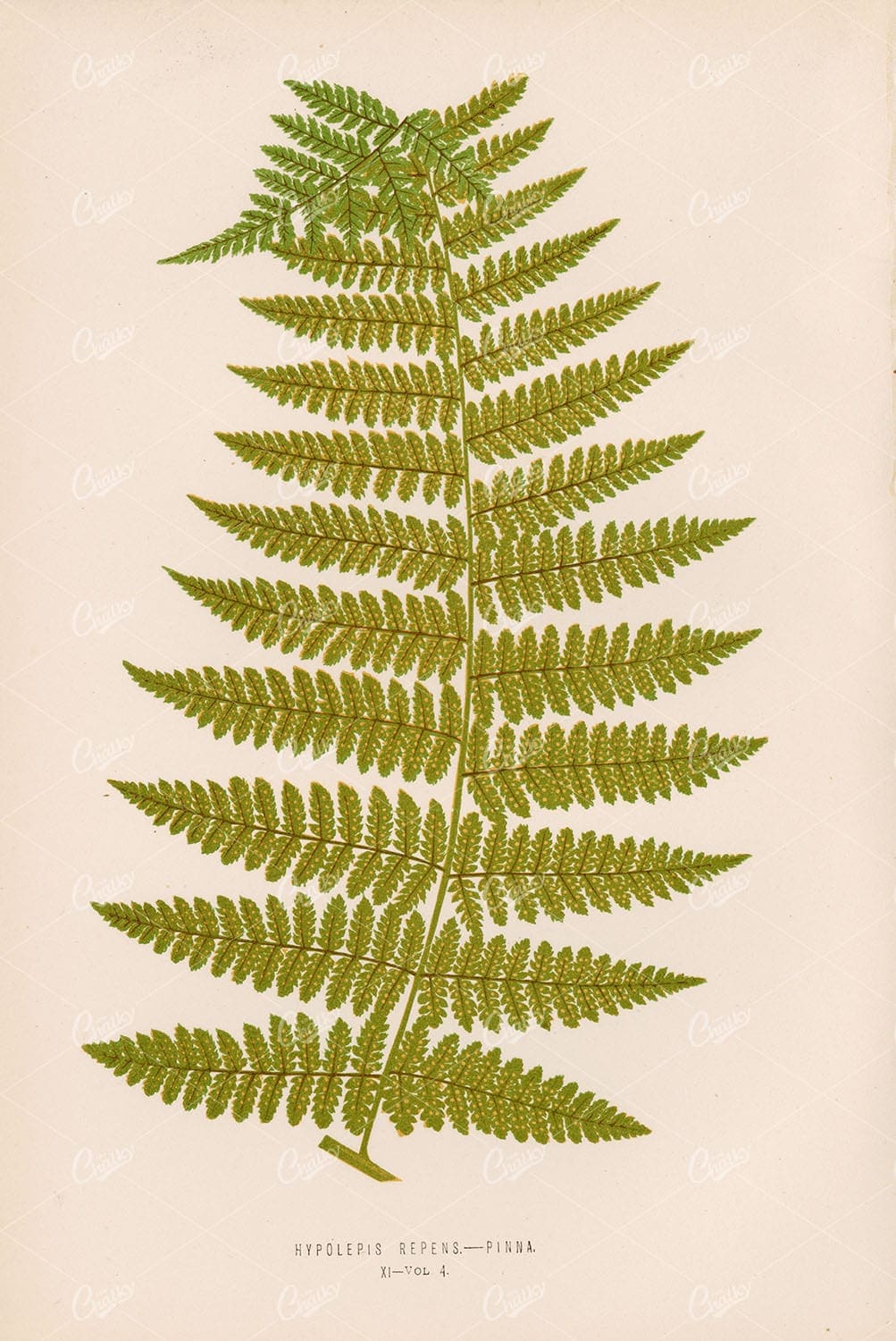 ANTIQUE Illustration of Hypolepis Repens Fern Species by Edward Lowe