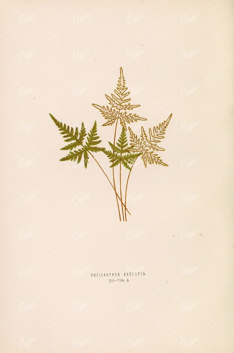 CHEILANTHES Arcentea Fern Species Illustration by Edward Lowe Plate XII