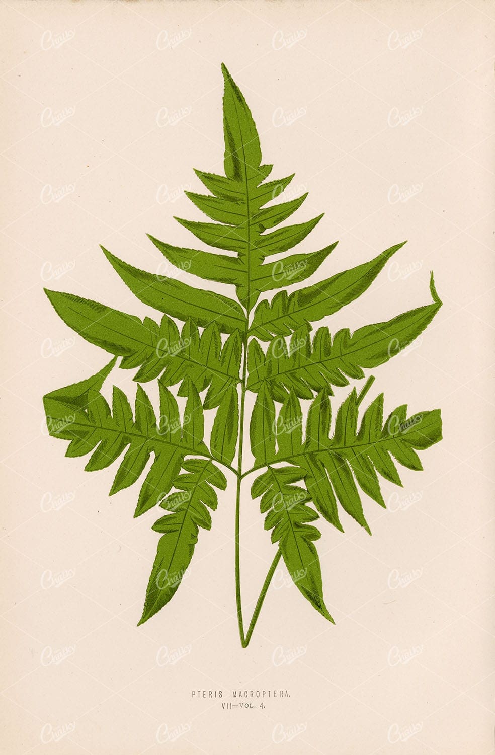 ANTIQUE Botanical Wall Art by Edward Lowe 1856. Pteris Macroptera Plate VII