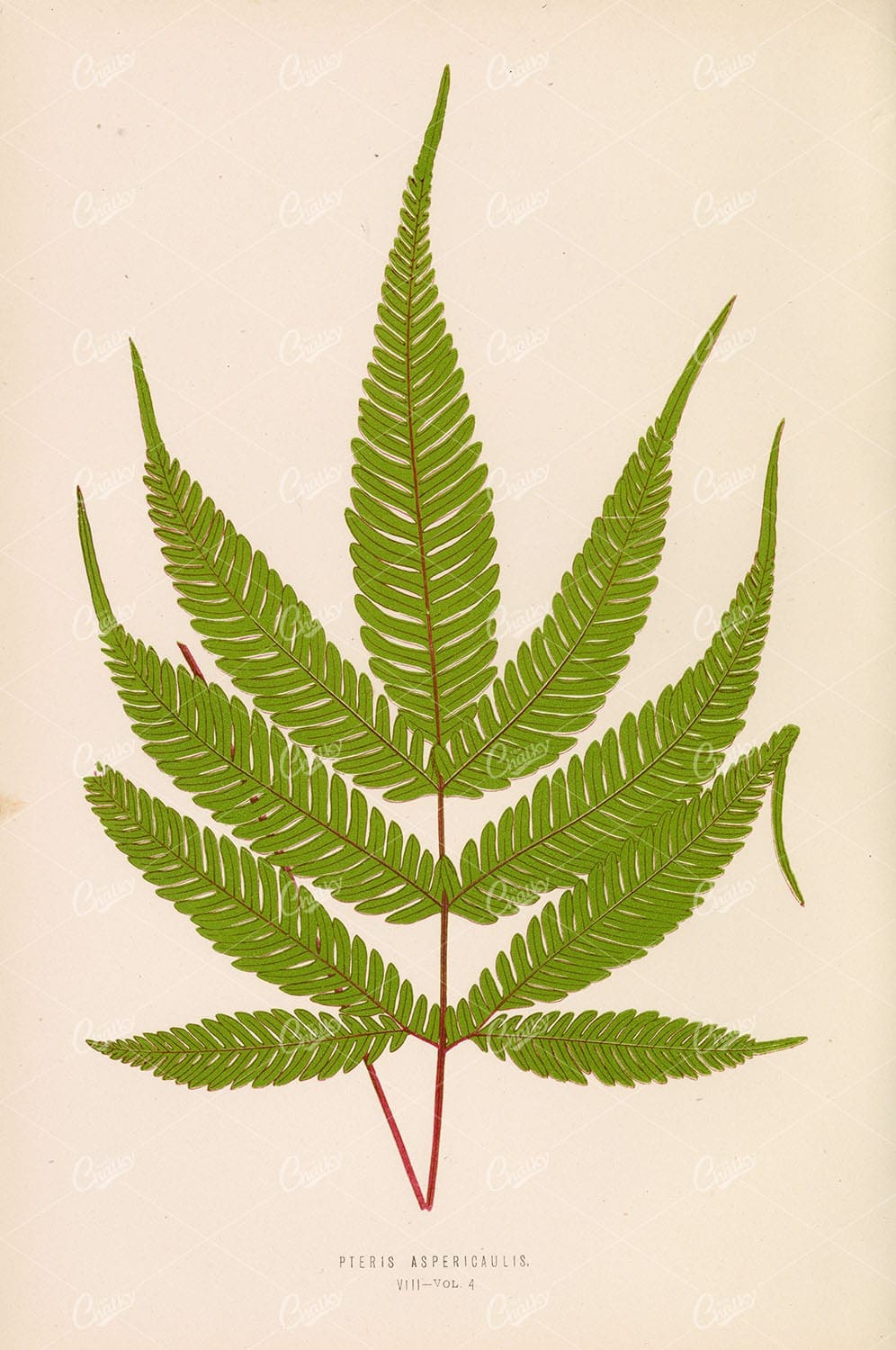 ANTIQUE Botanical Wall Art by Edward Lowe, 1856. Pteris Aspericaulis Plate VIII
