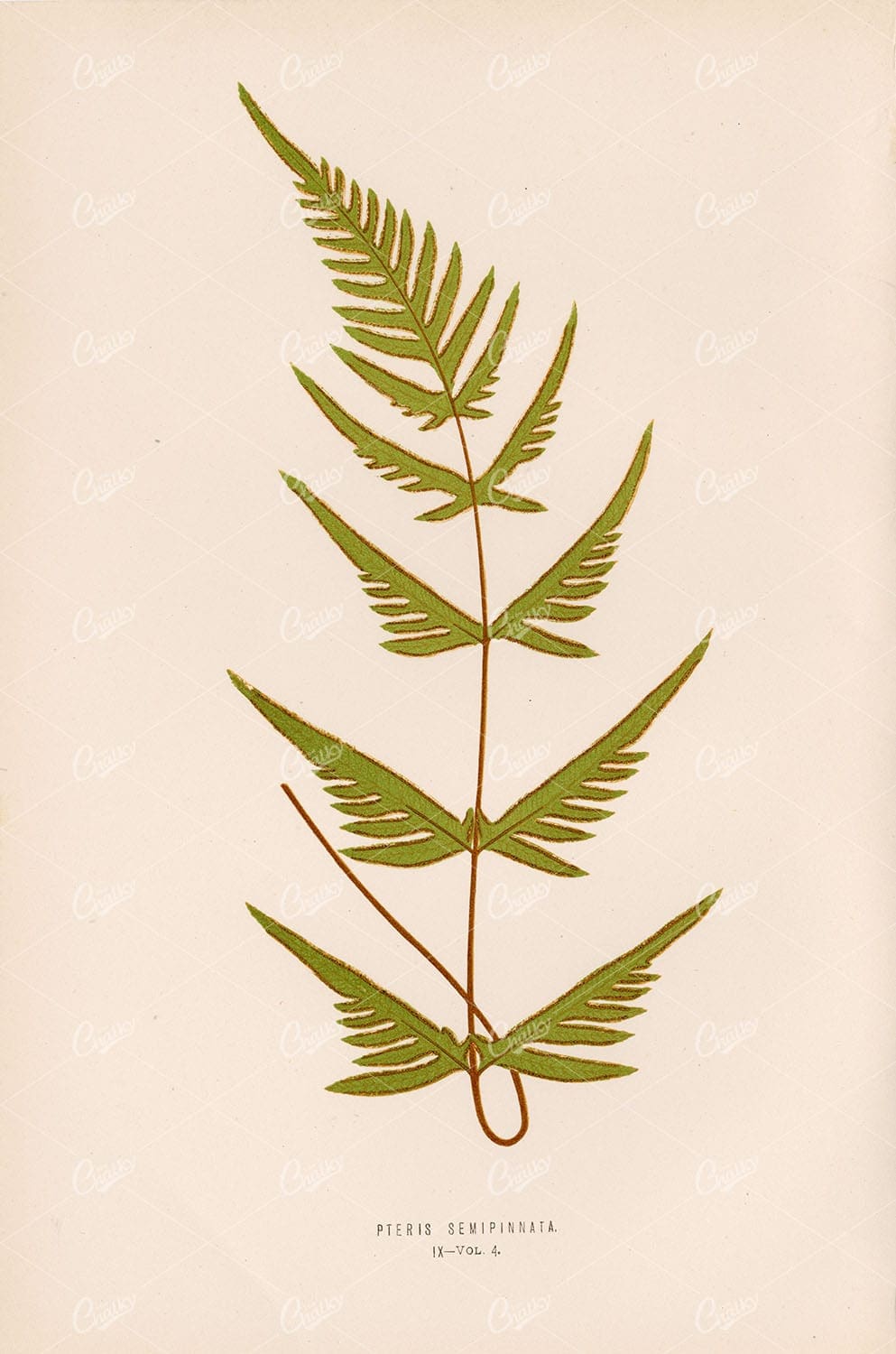 ANTIQUE Botanical Wall Art by Edward Lowe, 1856. Pteris Semipinnata Plate IX