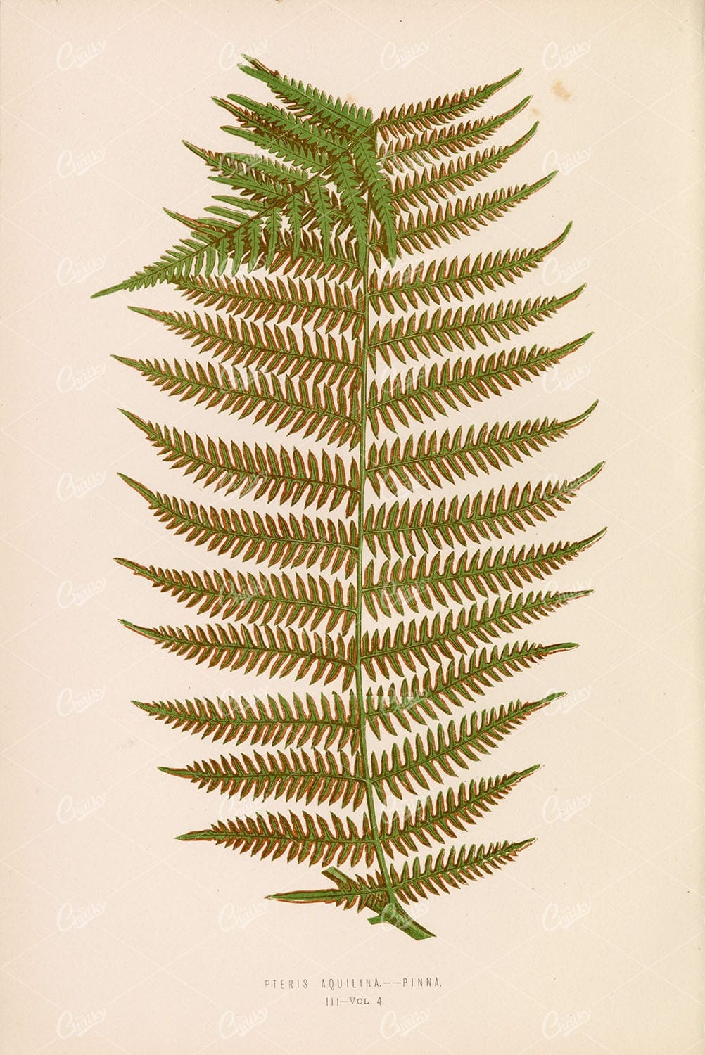 ANTIQUE Botanical Wall Art by Edward Lowe, 1856. Pteris Aquilina Plate III