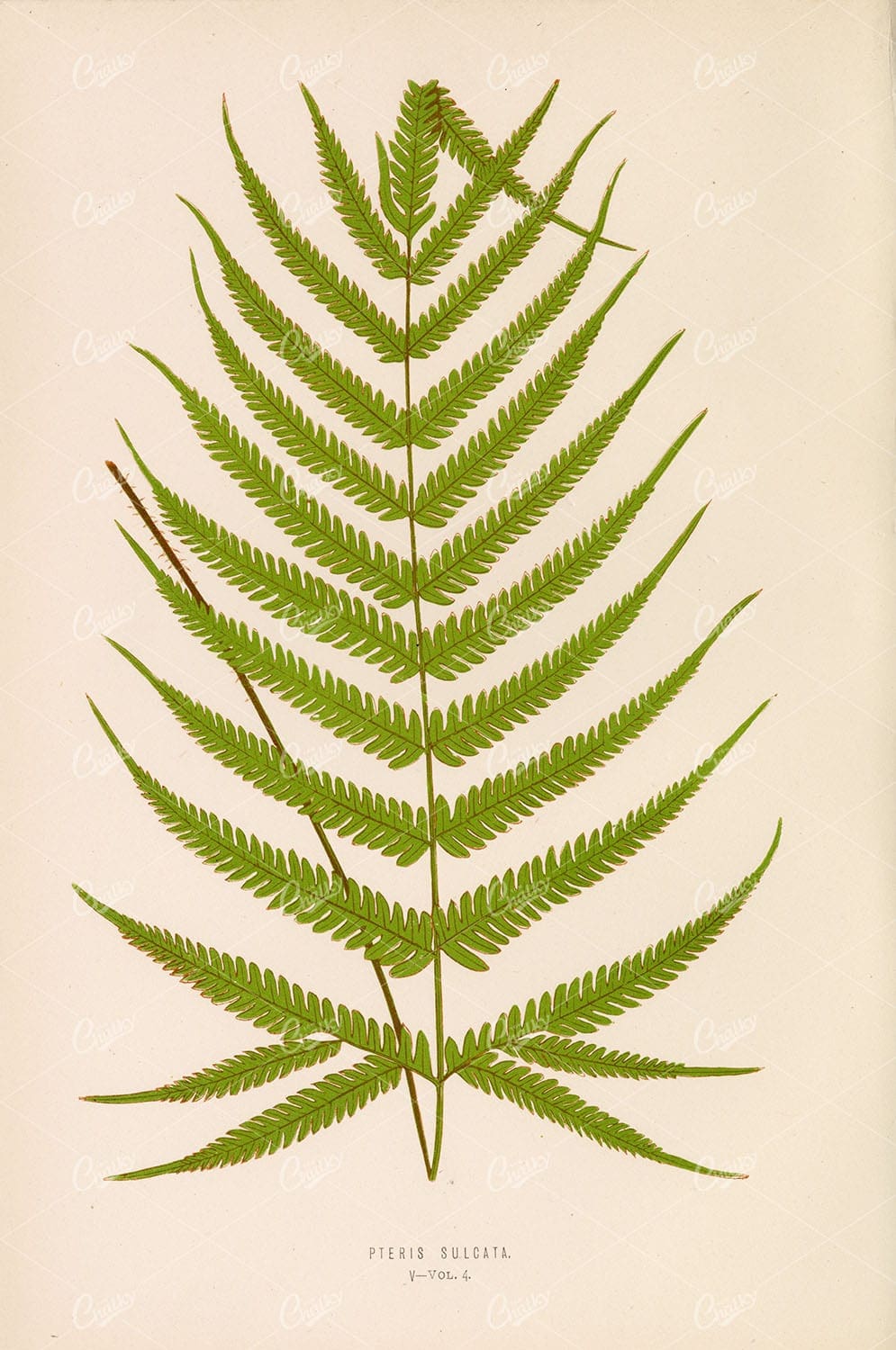 LOWE, Edward. Pteris Sulcata Fern Species Illustration. Plate V