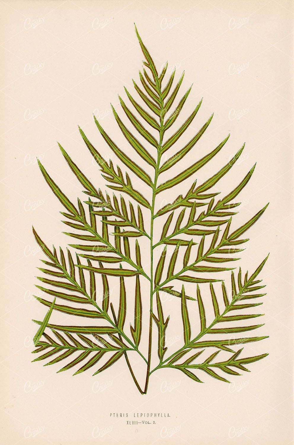 ANTIQUE Art by Edward Lowe, Pteris Leptophylla Fern Species Plate XLVII