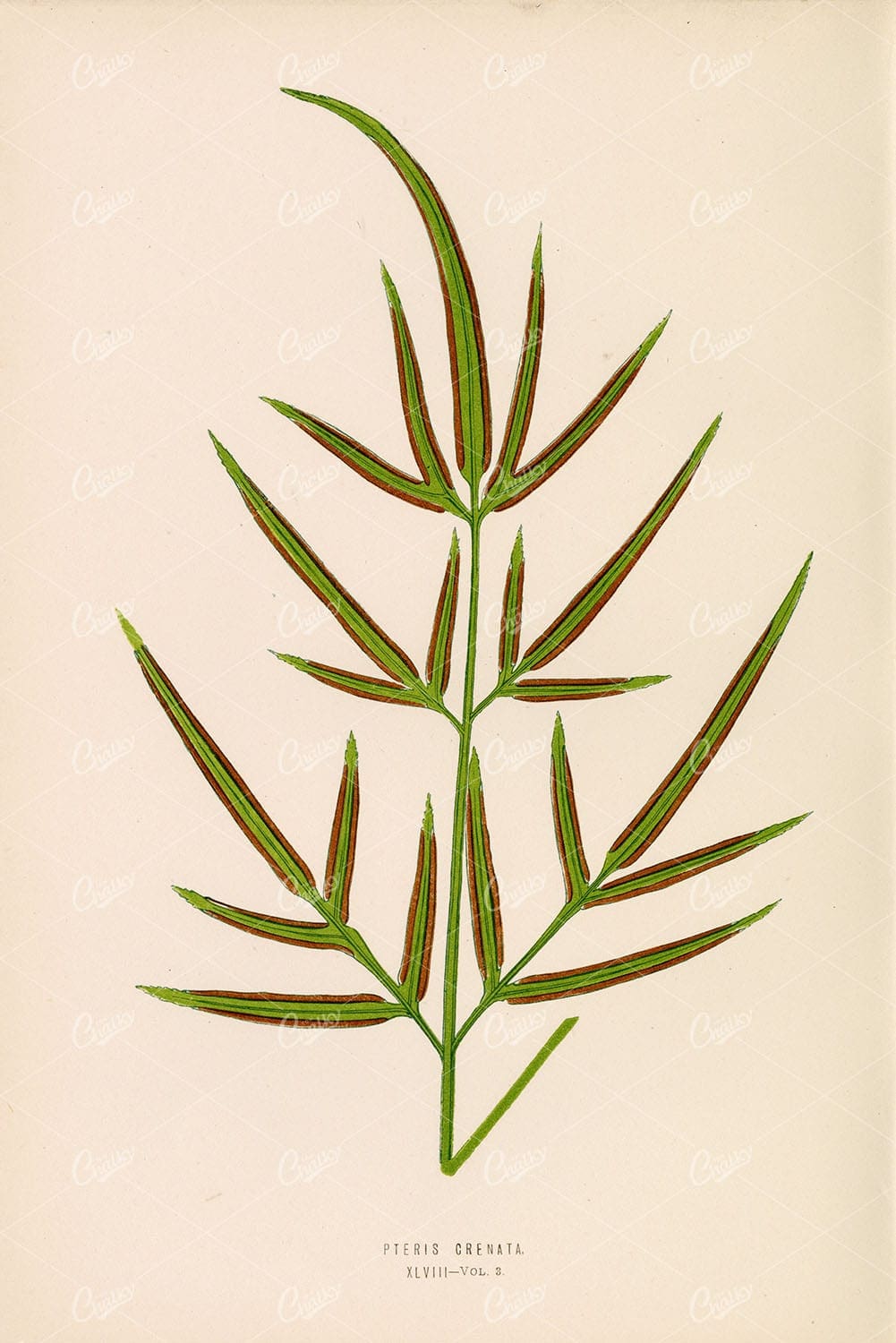 ANTIQUE Art by Edward Lowe. Pteris Crenata Fern Species Plate XLVIII
