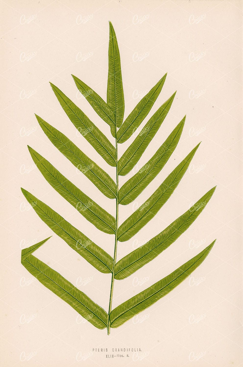 ANTIQUE Wall Art by Edward Lowe. Pteris Grandifolia Fern Species