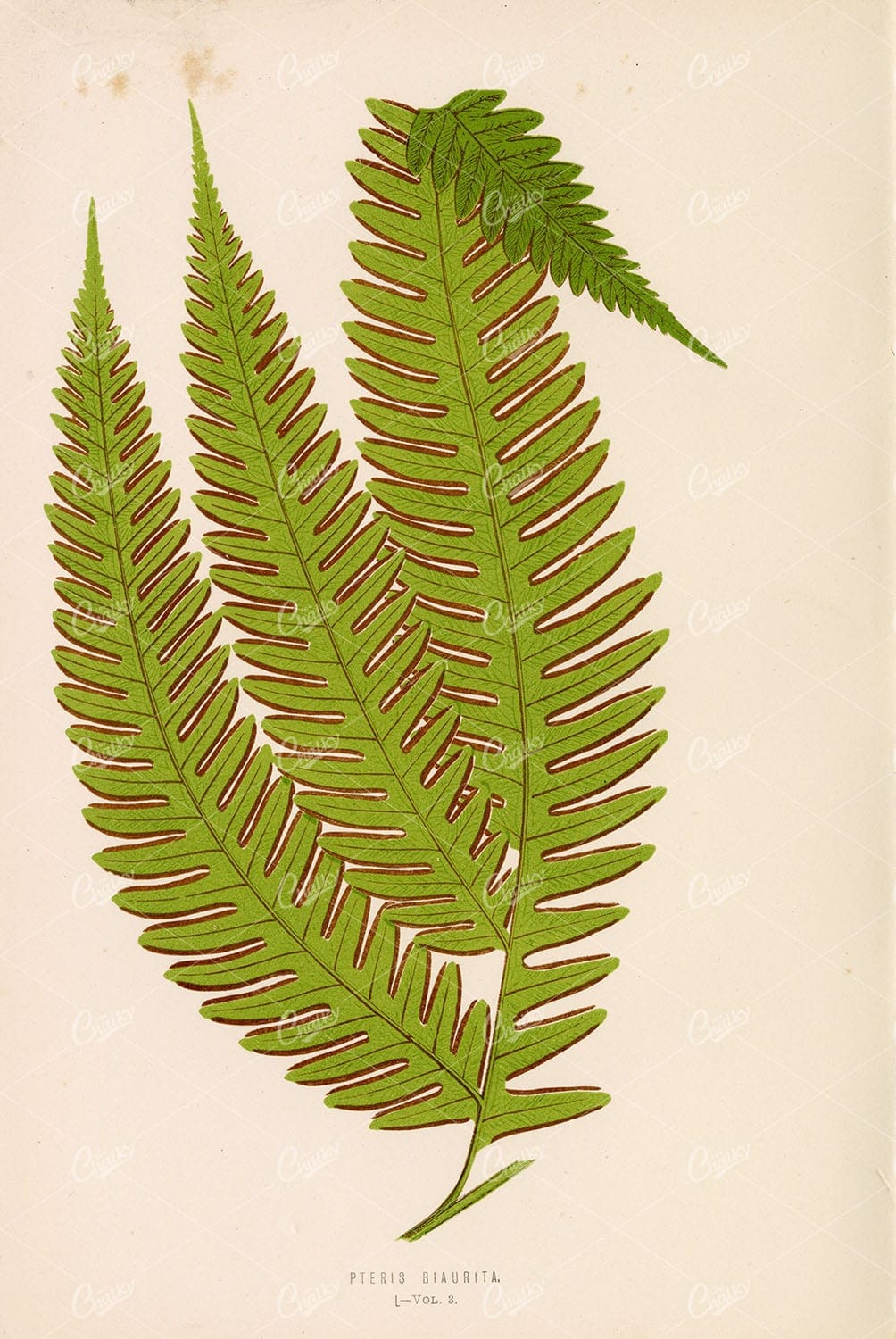PTERIS Biaurita Fern Wall Art by Edward Lowe, Plate L 1856