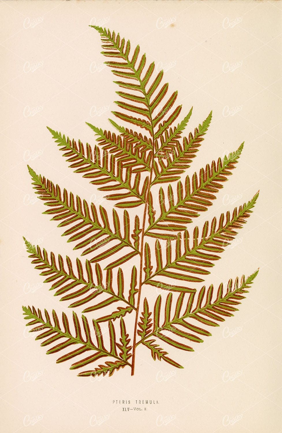 ORIGINAL Fern Artwork by Edward Lowe. Pteris Tremula Plate XLV 1856