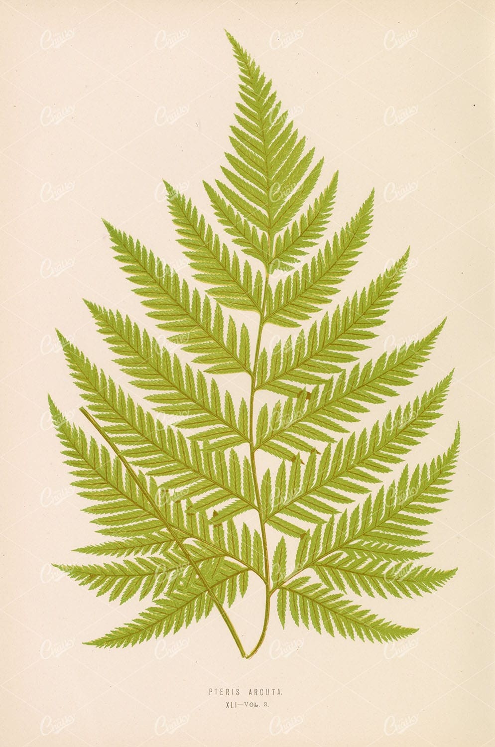 ORIGINAL Edward Lowe Botanical Artwork. Pteris Arguta Fern Species Plate XLI