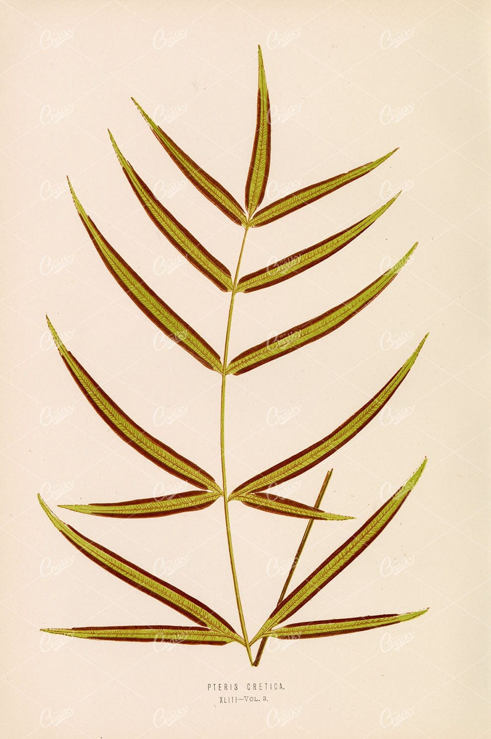 ANTIQUE Botanical Illustration by Edward Lowe. Pteris Cretica Plate XLIII