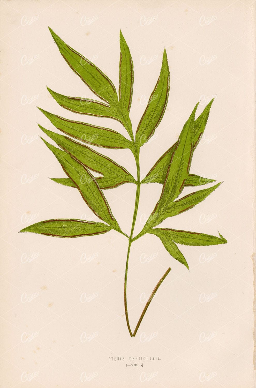 ANTIQUE Botanical Illustration by Edward Lowe, Pteris Denticulata Plate I