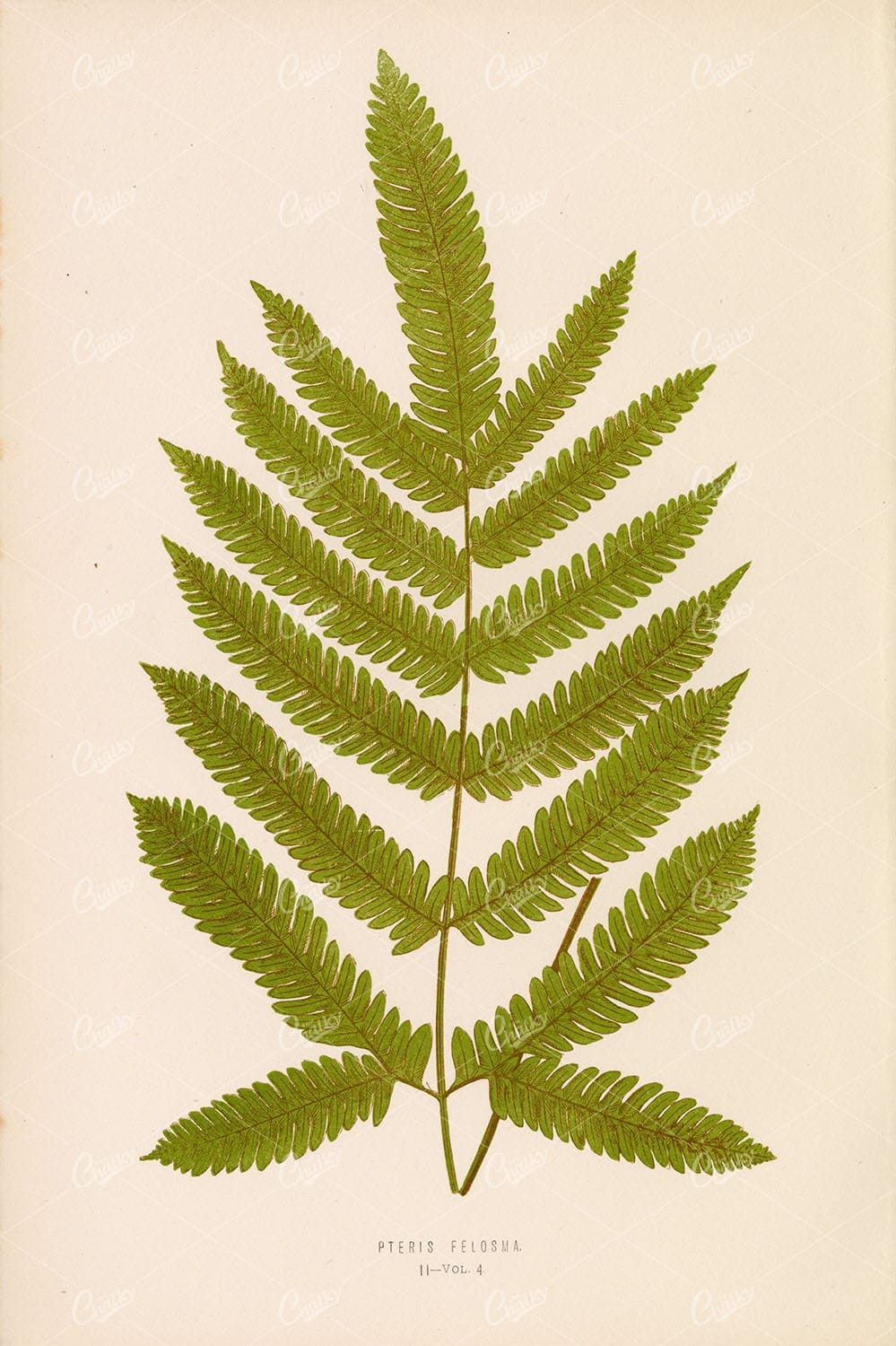 VINTAGE Fern Illustration by Edward Lowe, Pteris Felosma Plate II