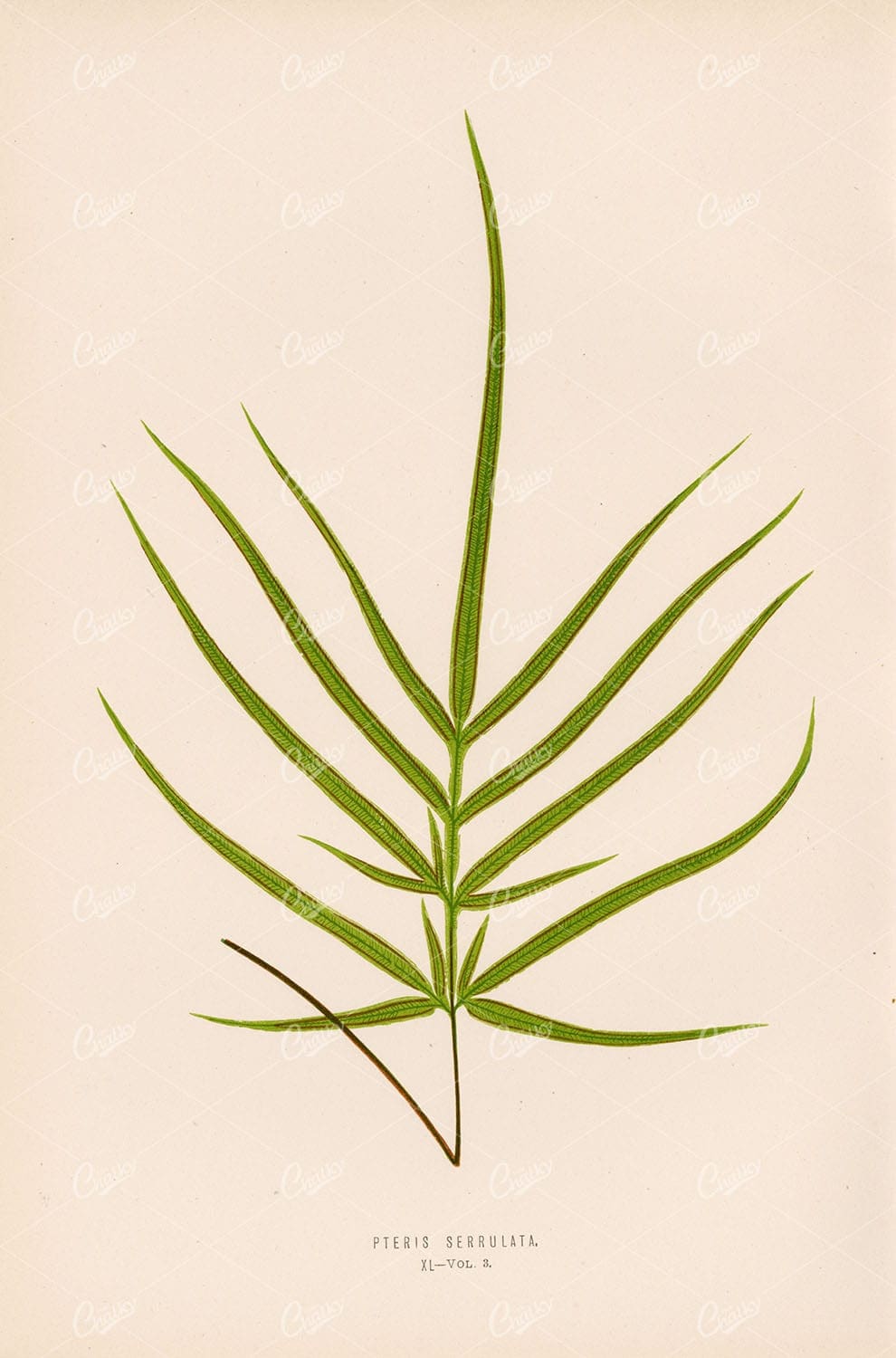 BOTANICAL Artwork by Edward Lowe. Pteris Serrulata Plate XL