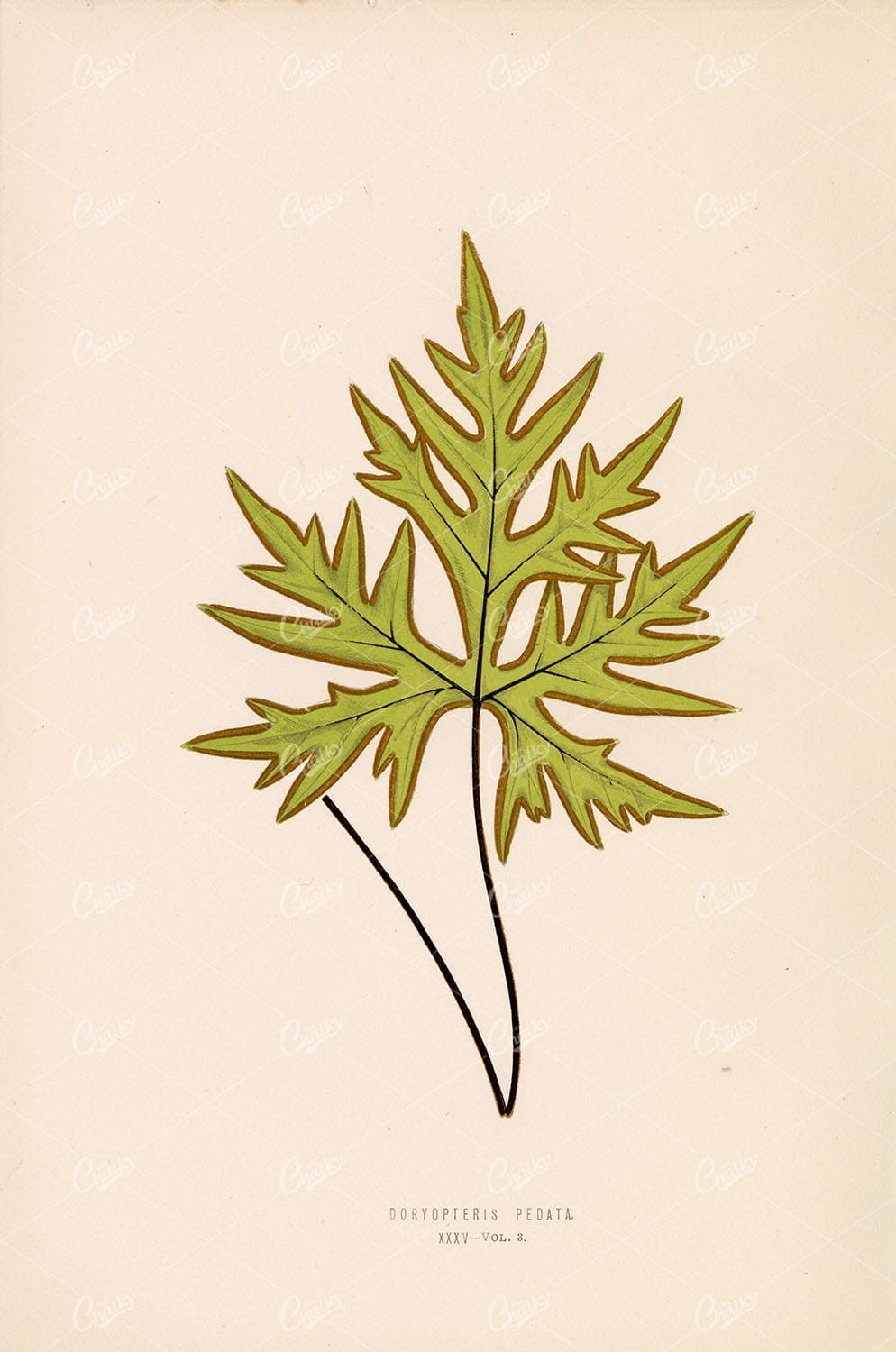 BOTANY Illustration by Edward Lowe, Doryopteris Pedata Plate XXXV