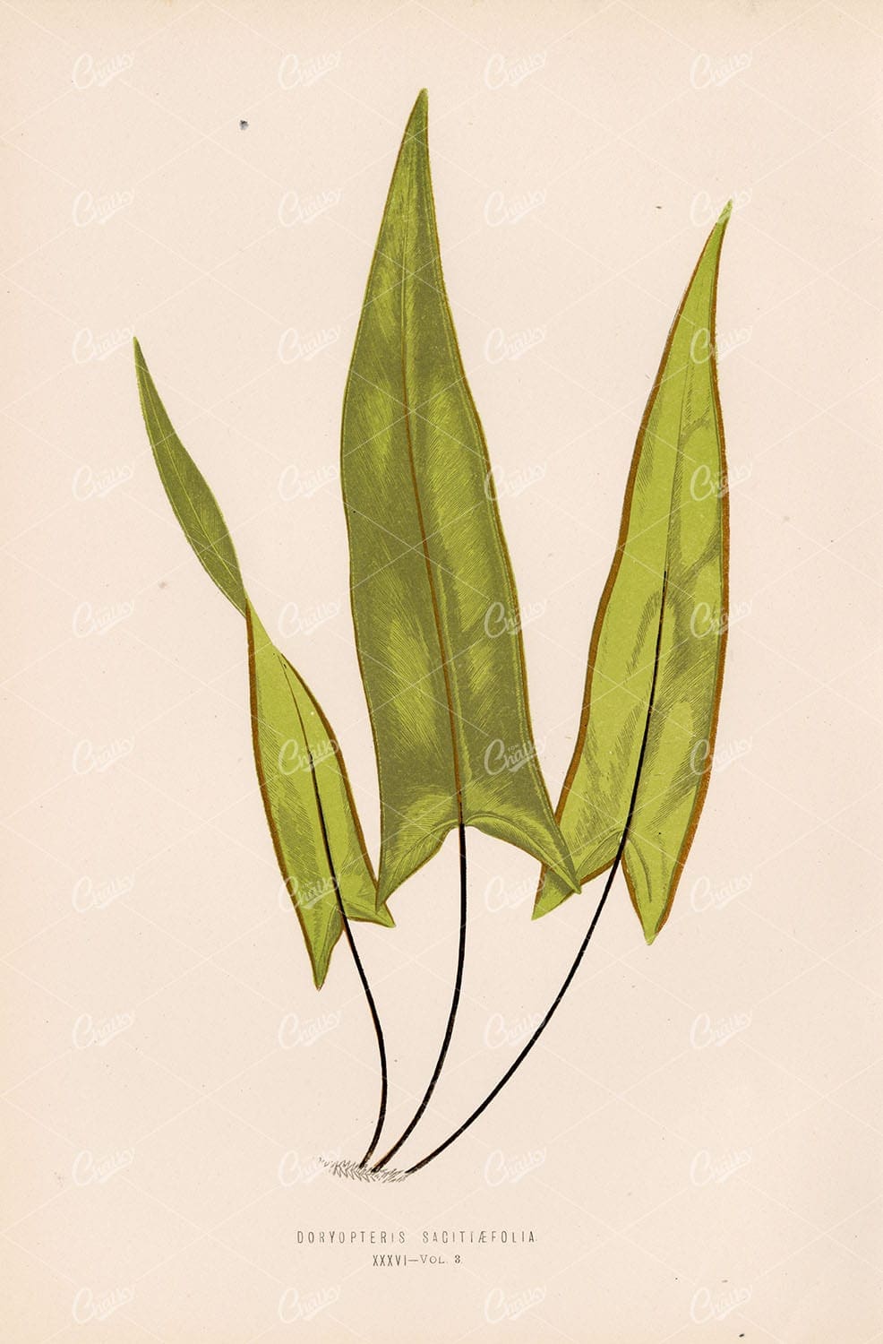 BOTANICAL Illustration by Edward Lowe, Doryopteris Sagitiaefolia Plate XXXVI
