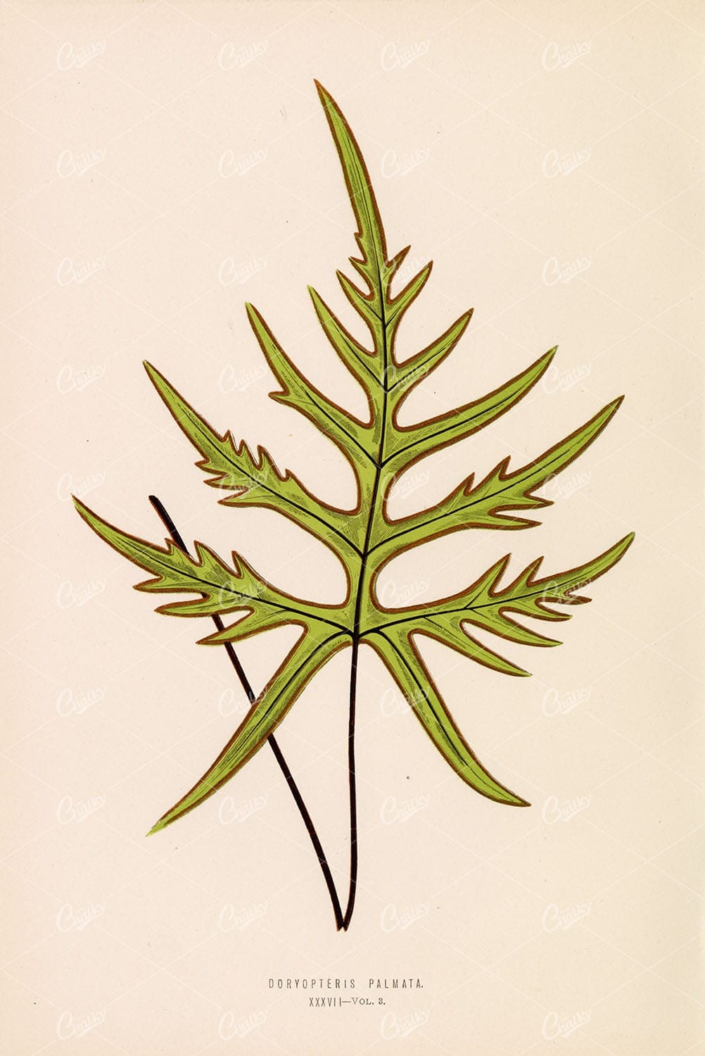 BOTANICAL Artwork by Edward Lowe, Doryopteris Palmata Plate XXXVII