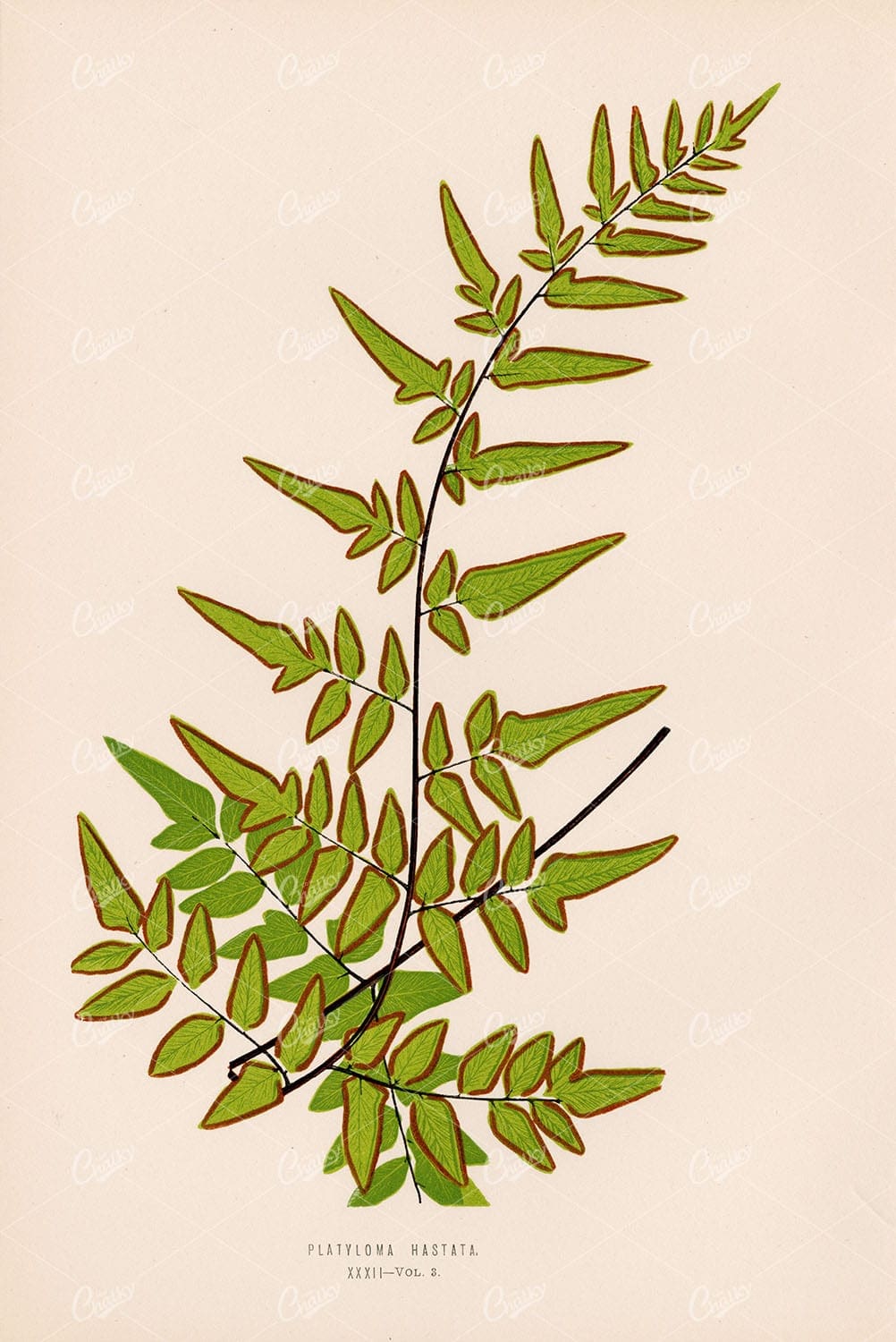 BOTANICAL Artwork by Edward Lowe, Platyloma Hastata Plate XXXII