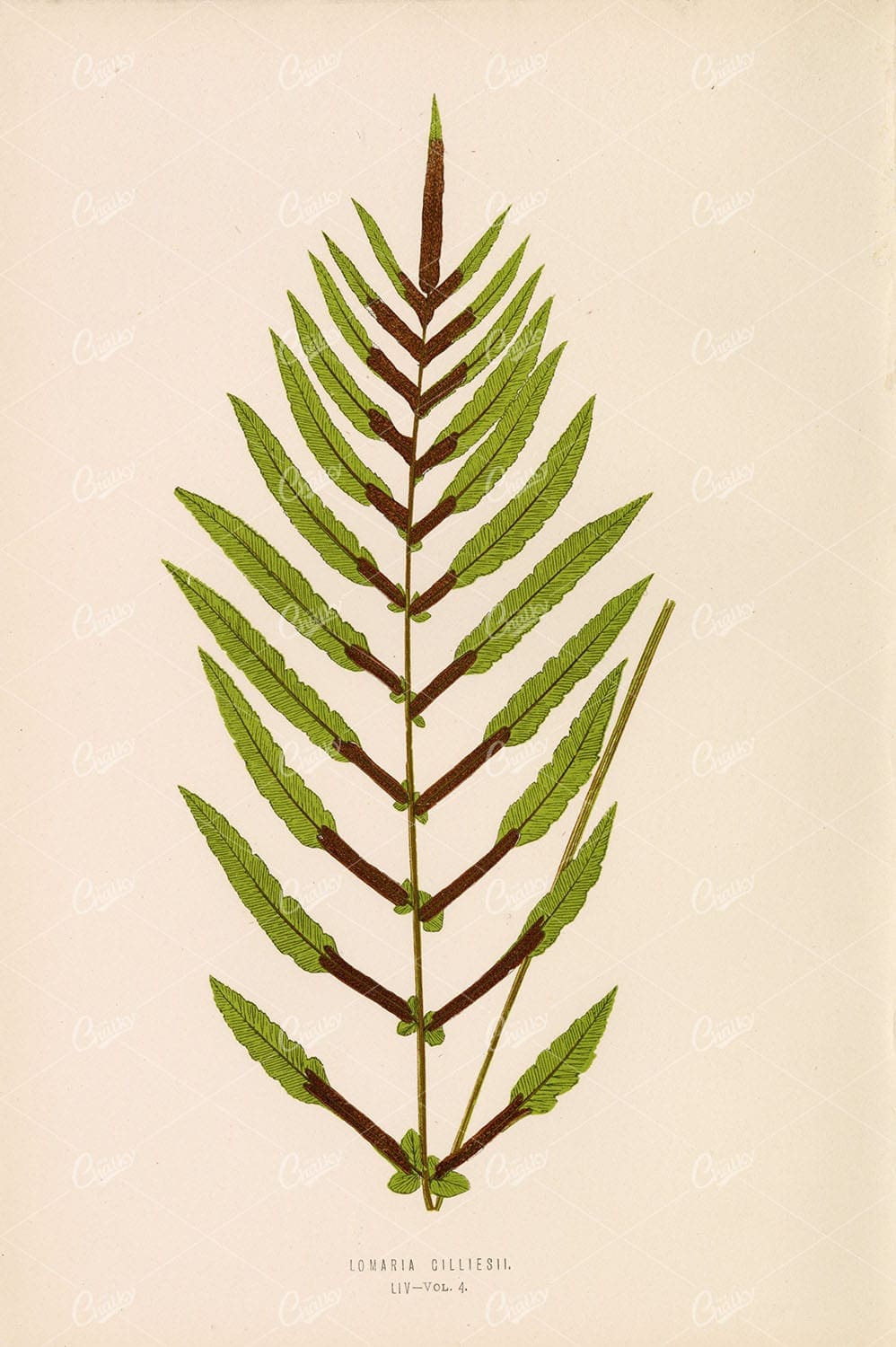 FERN Artwork by Edward Lowe, Lomaria Cilliesii Plate LIV