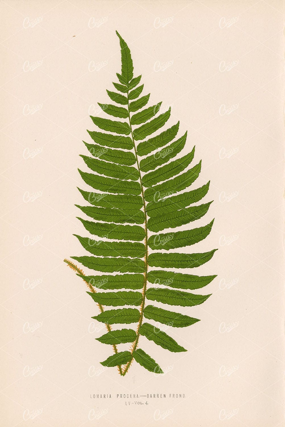 FERN Artwork by Edward Lowe, Lomaria Procera Plate LV