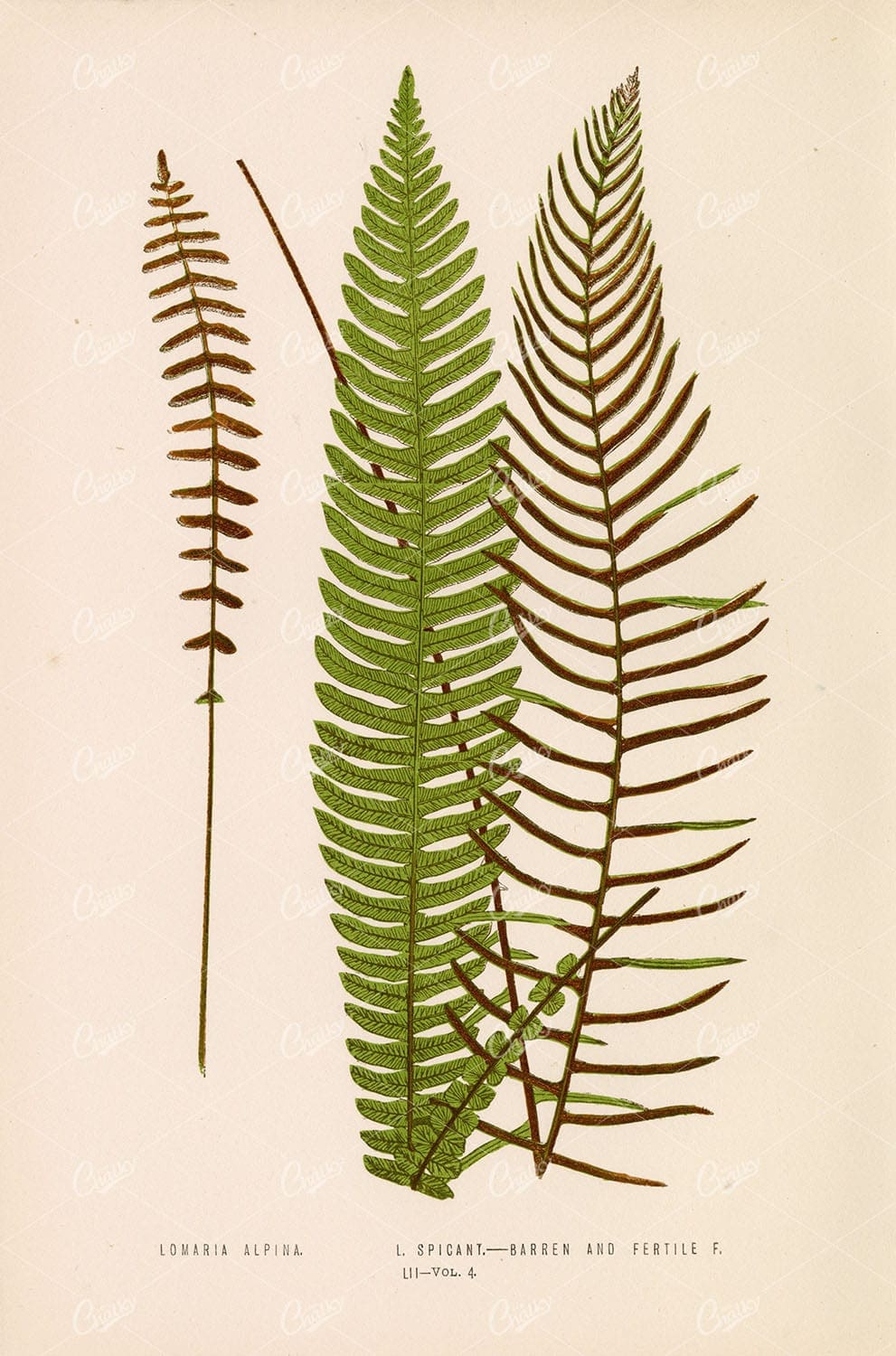 BOTANY Illustration by Edward Lowe, Lomaria Fern Species Plate LII