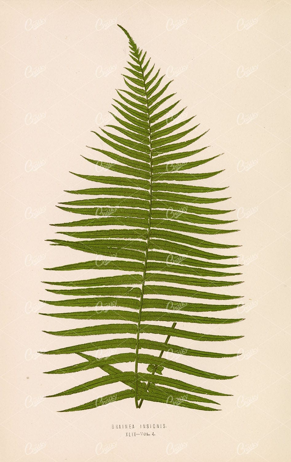 BRAINEA Insignis Fern Species Artwork by Edward Lowe, Plate XLIX Vol.4