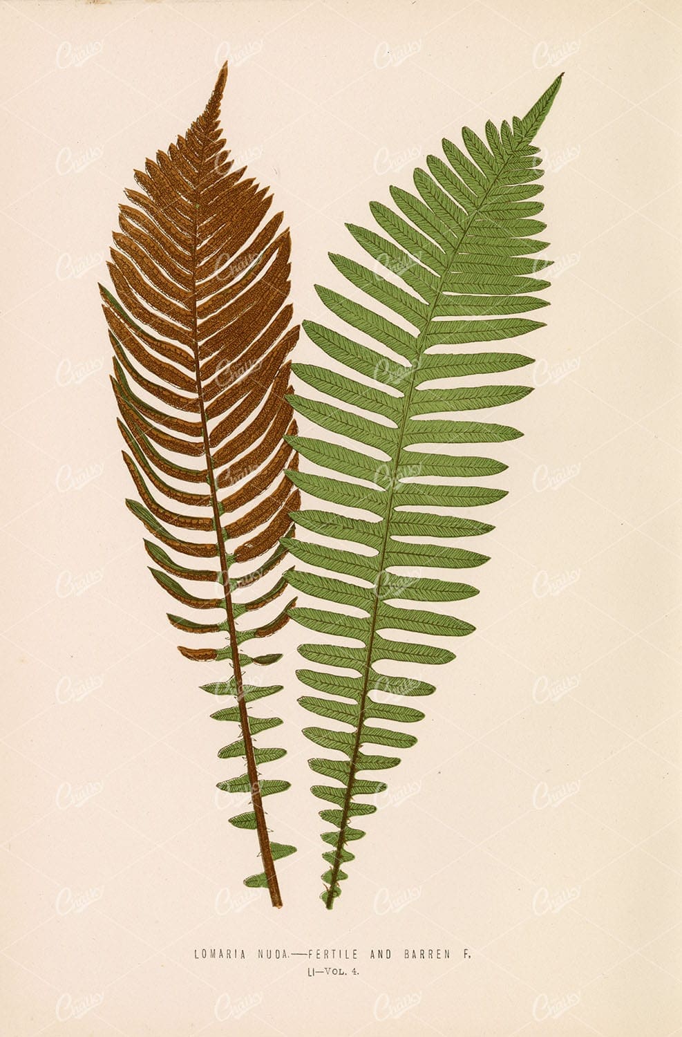 FERN Artwork by Edward Lowe, Lomaria Nuda Species Plate LI
