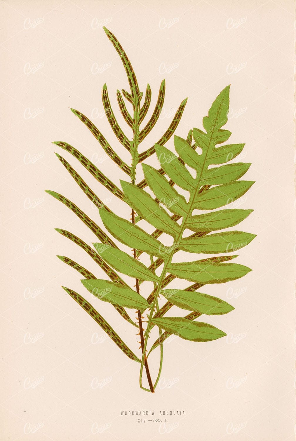 WOODWARDIA Areolata Fern Species Illustration by Edward Lowe Plate XLVI