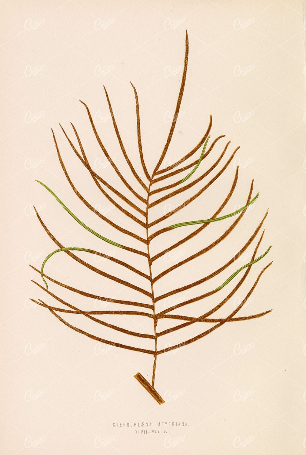 STENOCHLAENA Meyeriana Fern Species Illustration by Edward Lowe Plate XLVII