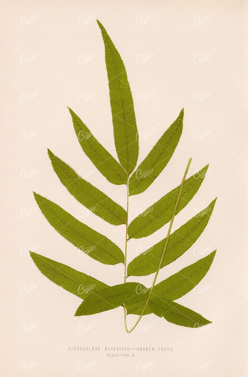 VINTAGE Fern Illustration by Edward Lowe, Stenochlaena Meyeriana Species