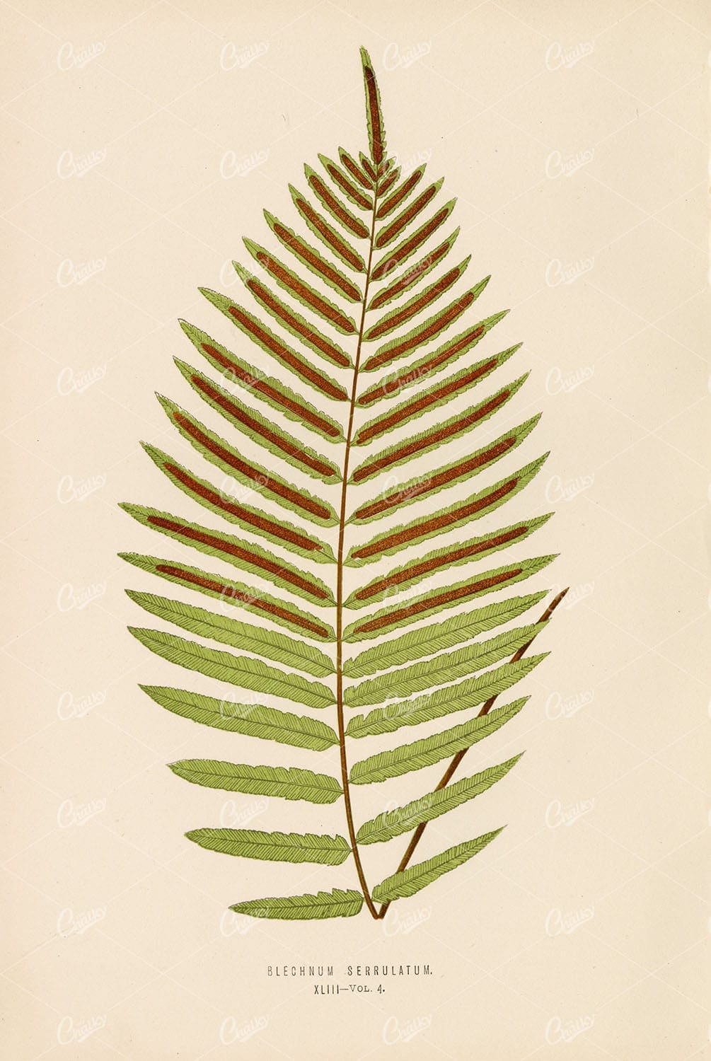 BLECHNUM Serrulatum Illustration by Edward Lowe, Plate XLIII