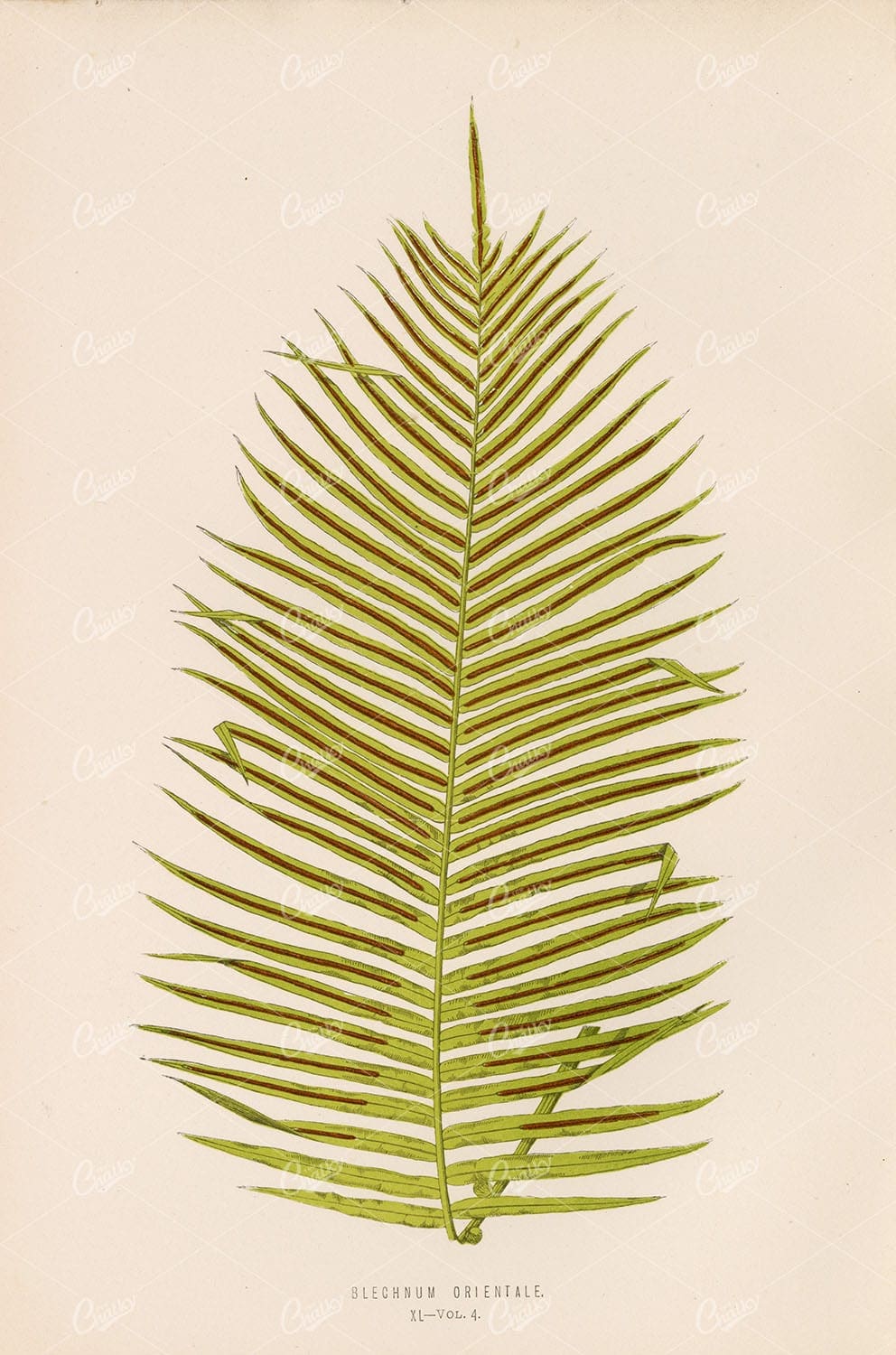 BOTANICAL Vintage Art by Edward Lowe, Blechnum Orientale Plate XL