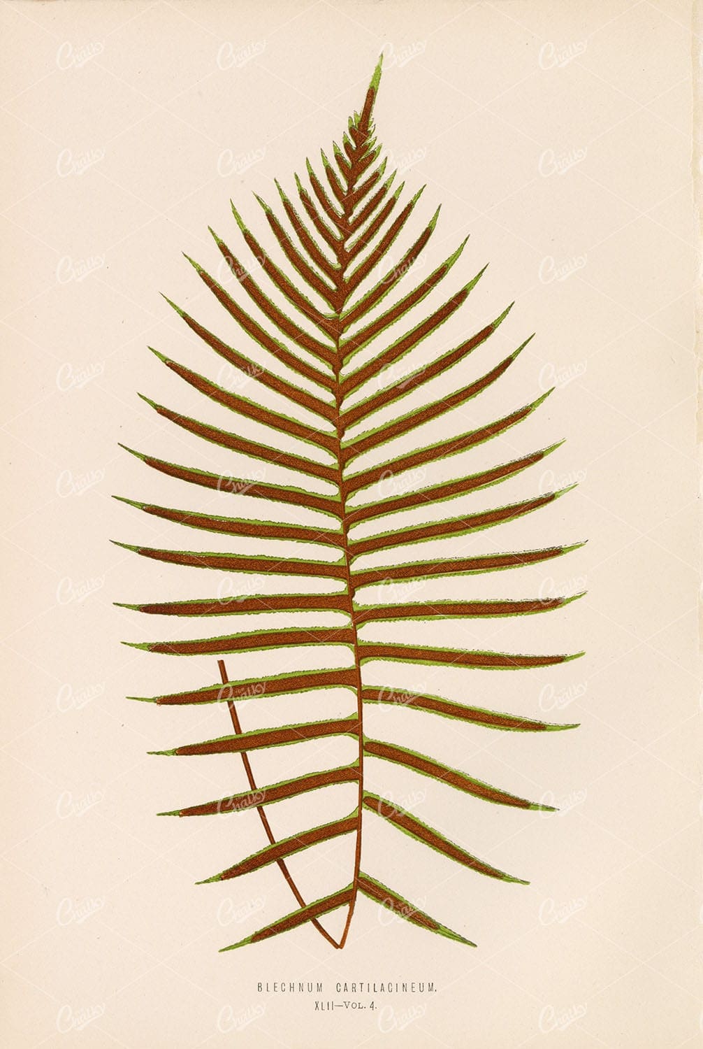 BOTANY Vintage Artwork by Edward Lowe, Blechnum Cartilagineum Plate XLII