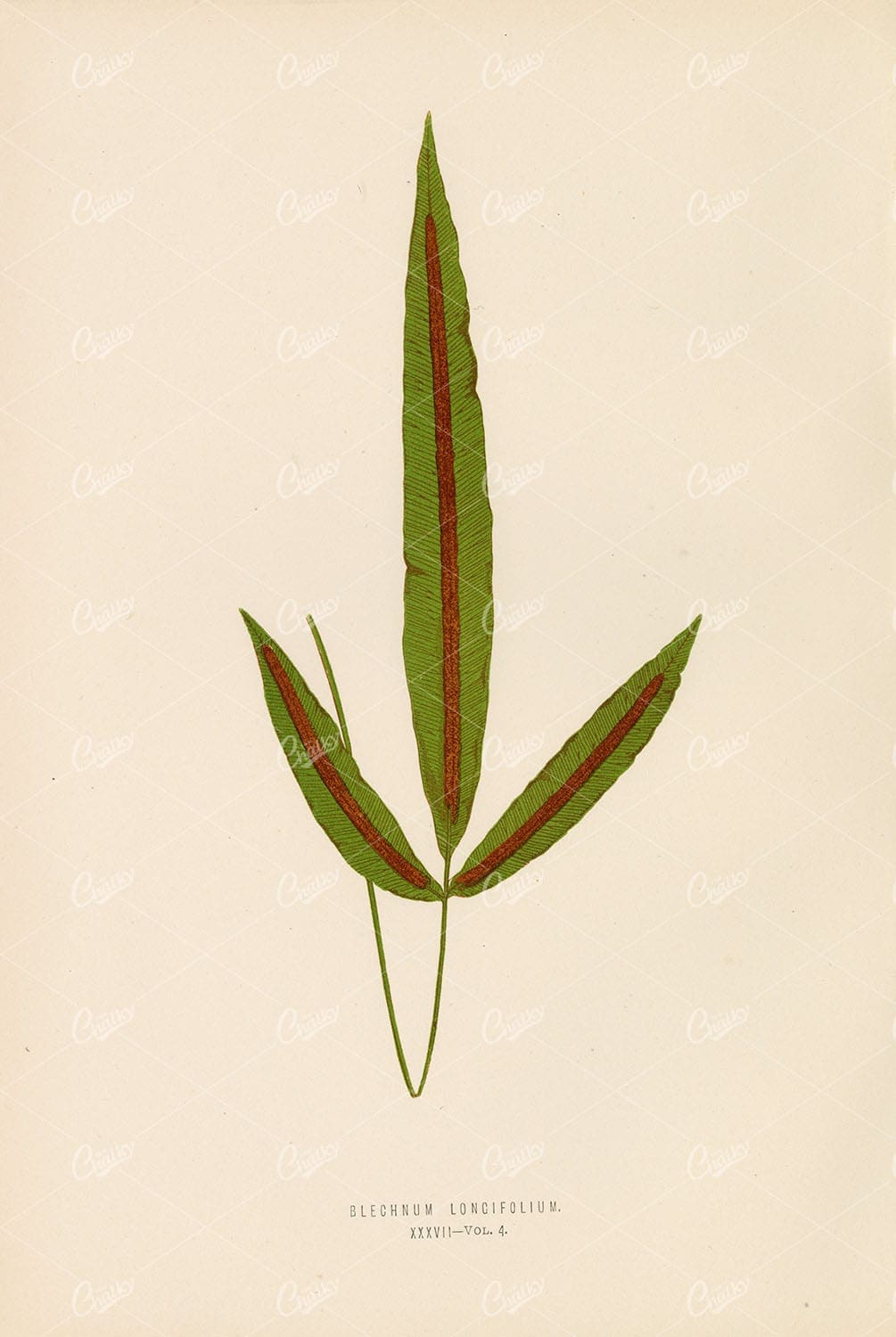 LOWE, Edward. Fern Illustration of the Blechnum Longifolium Plate XXXVII