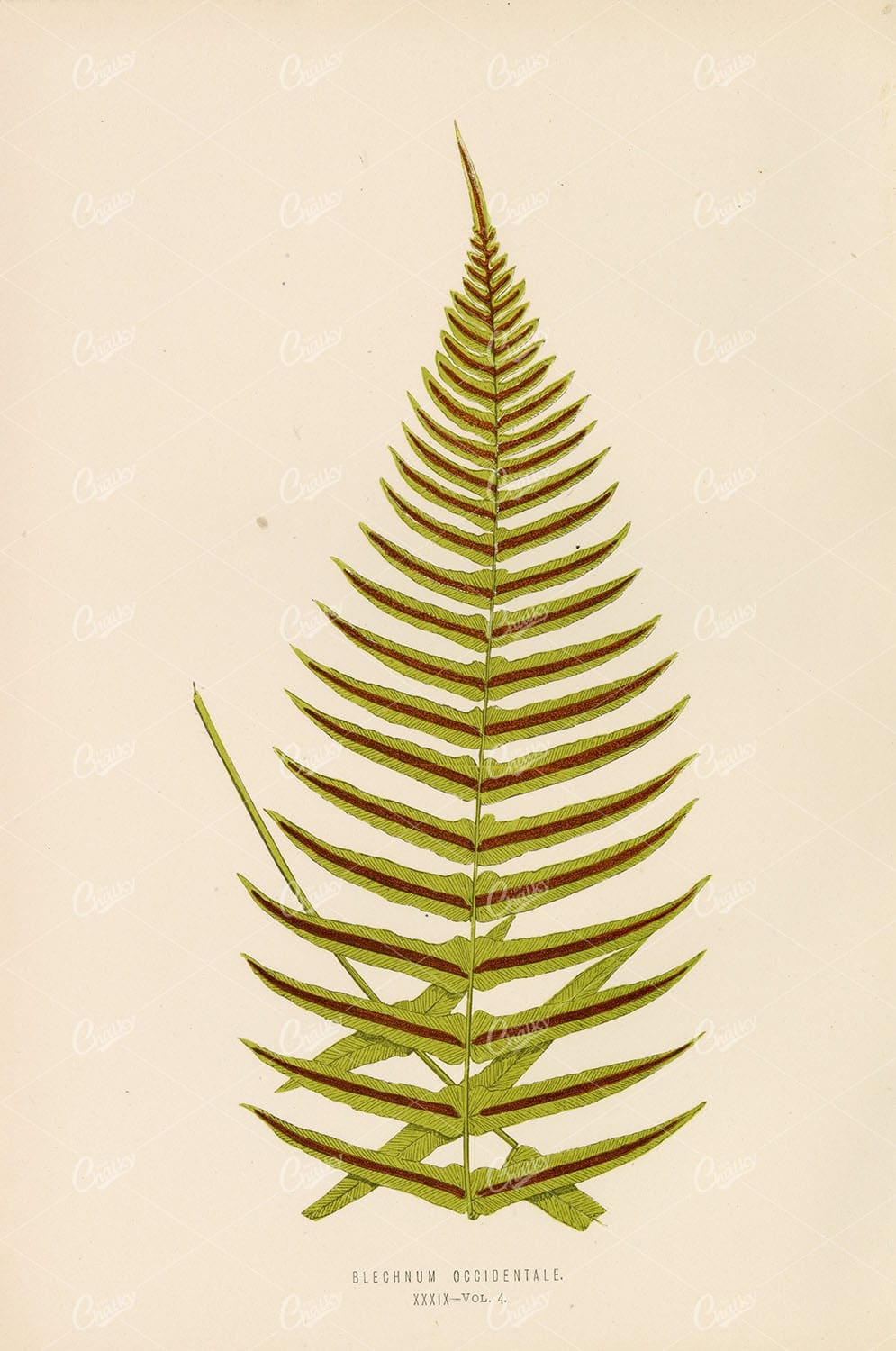 ARTIST Edward Lowe, Fern Illustration of Blechnum Occidentale Plate XXXIX