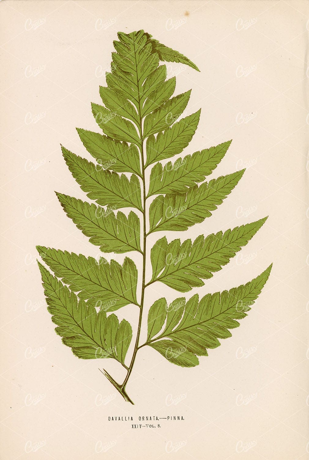 ARTIST Edward Lowe, Fern Illustration of Davallia Ornata Plate XXIV