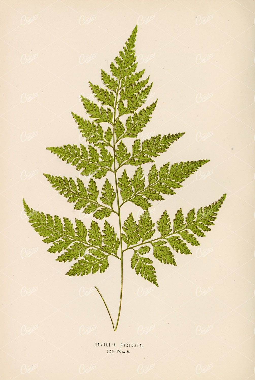 ARTIST Edward Lowe, Botanical Illustration of Davallia Pyxidata Plate XXI