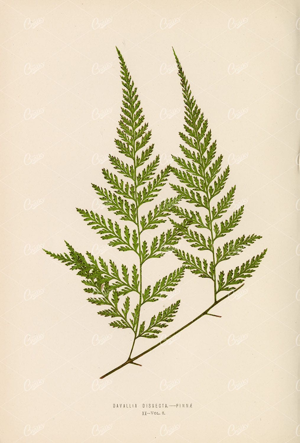DAVALLIA Dissecta Fern Species Artwork by Edward Low, Plate XX