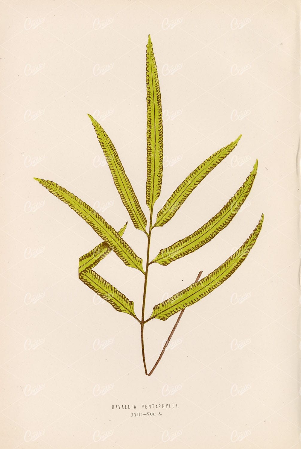 EDWARD Lowe, Davallia Pentaphylla Fern Species Illustration Plate XVIII