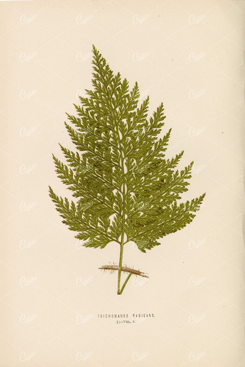 EDWARD Lowe, Trichomanes Radicans Fern Species Illustration Plate XI