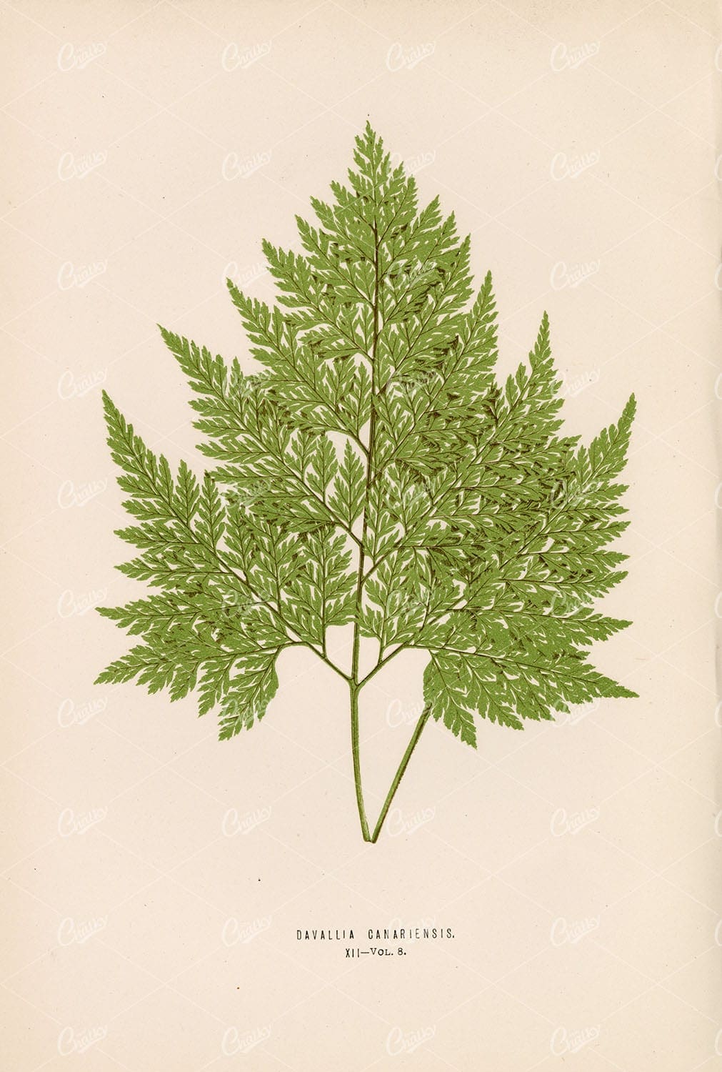 EDWARD Joseph Lowe, Davallia Canariensis Fern Species Illustration Plate XII