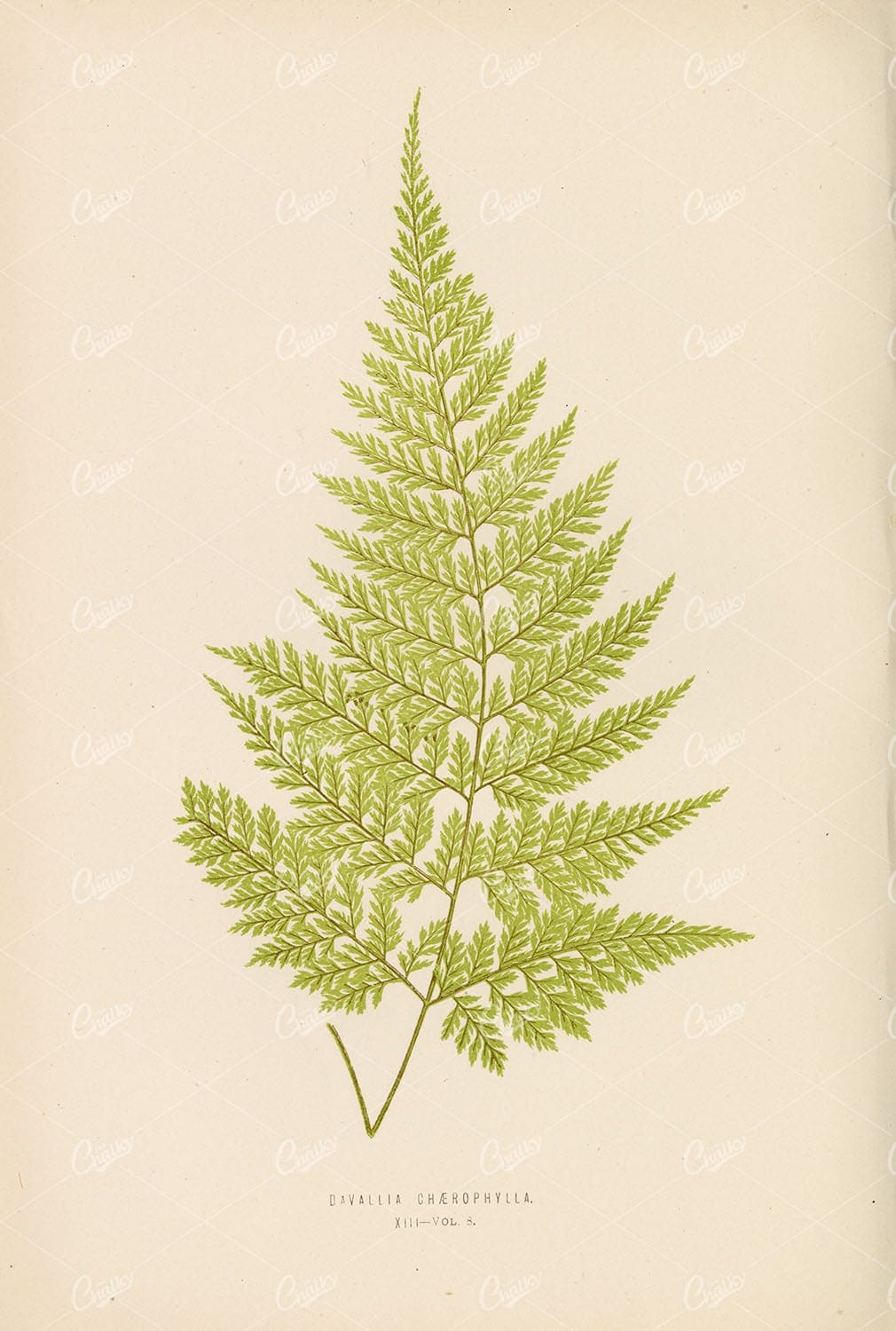 LOWE, Vintage Botanical Davallia Chaerophylla Fern Species Artwork Plate XIII