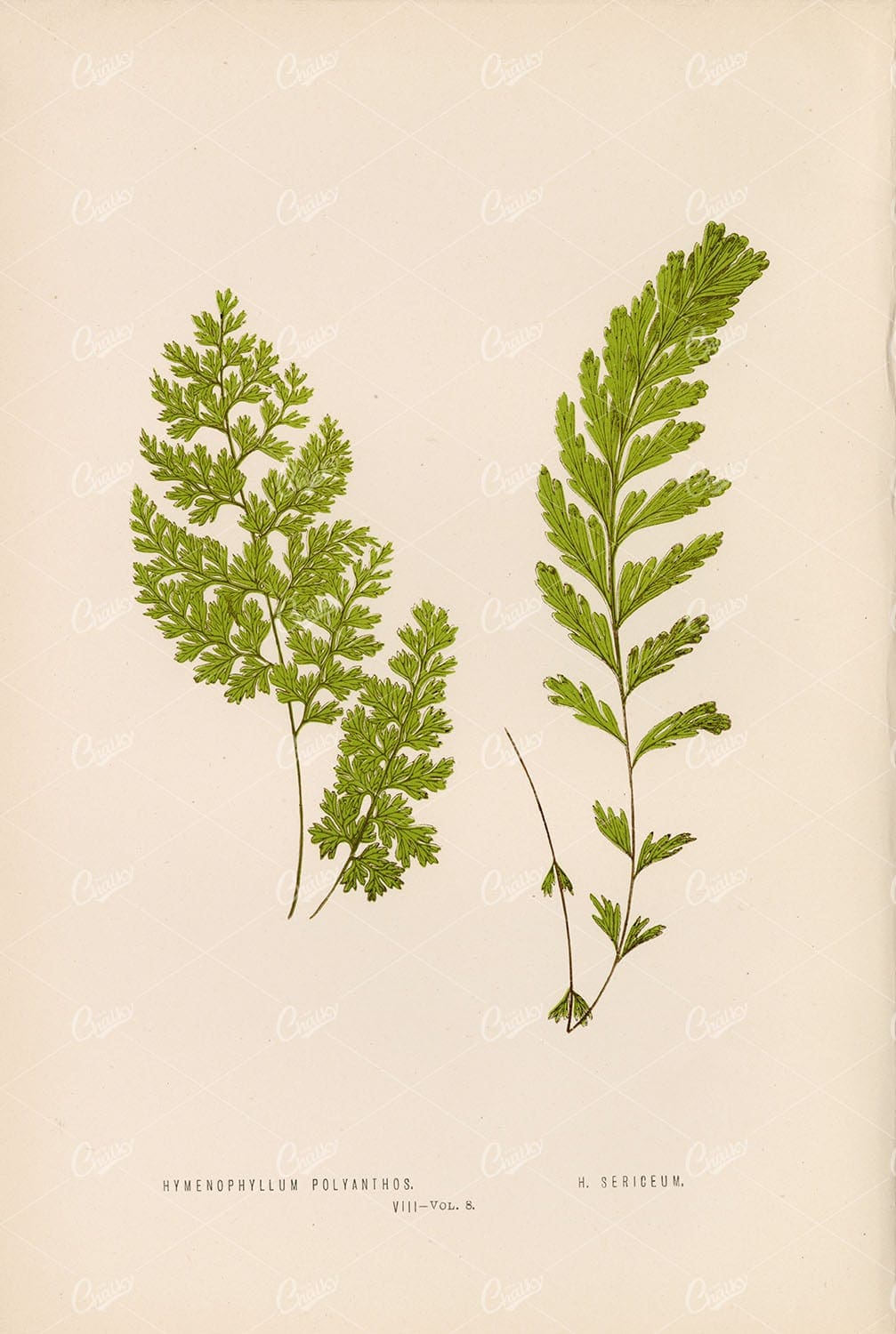 VINTAGE Artwork by Edward Lowe of the Hymenophyllum Fern Species Plate VIII