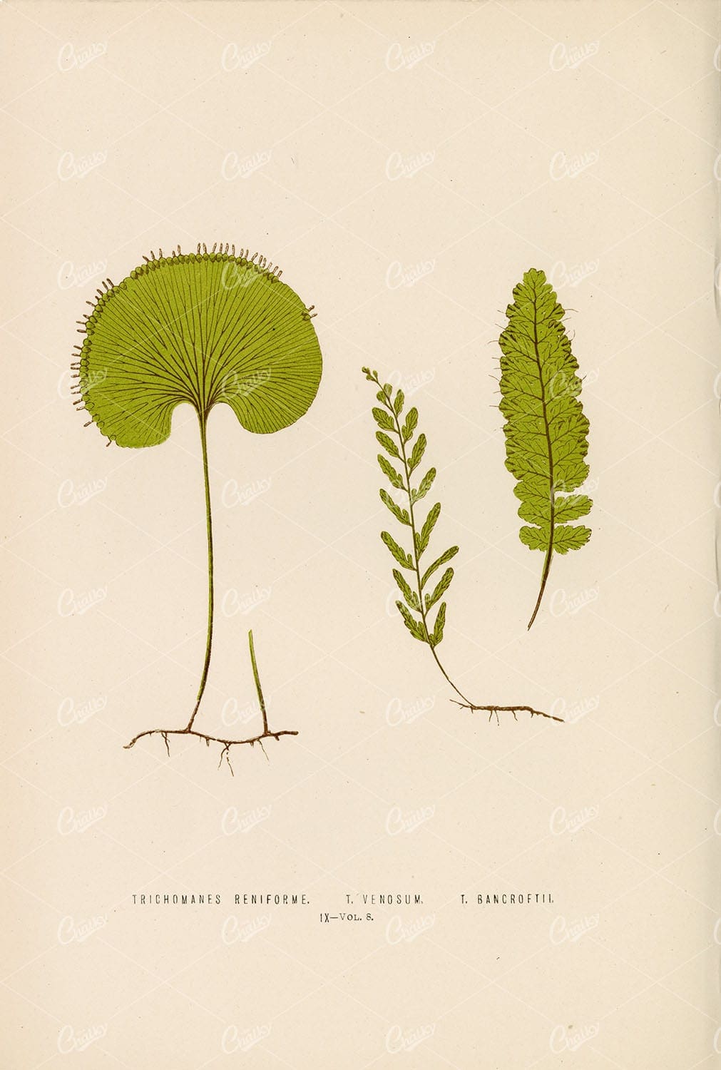 VINTAGE Artwork by Edward Lowe of the Trichomanes Fern Species Plate IX